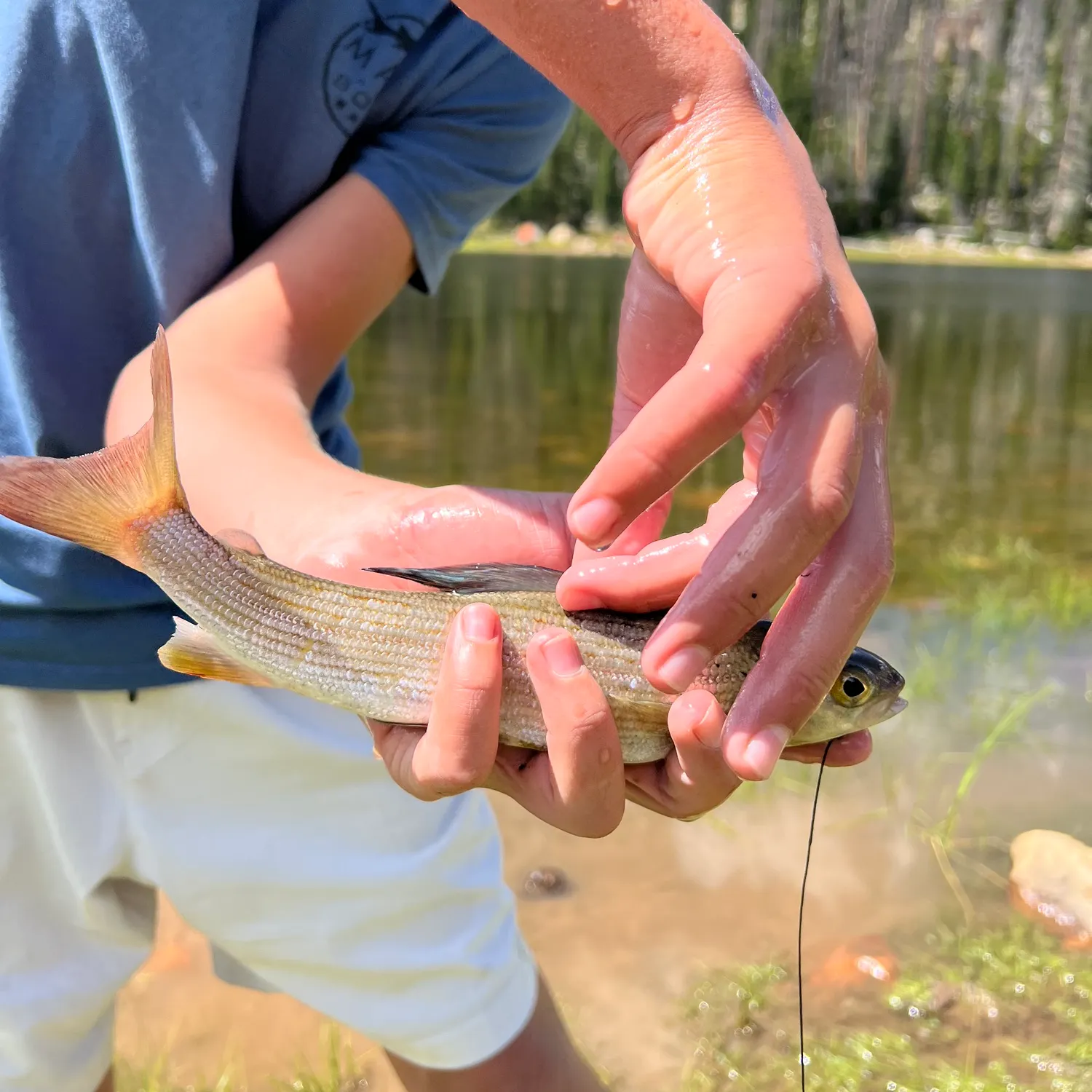 Arctic grayling caught on Fishbrain