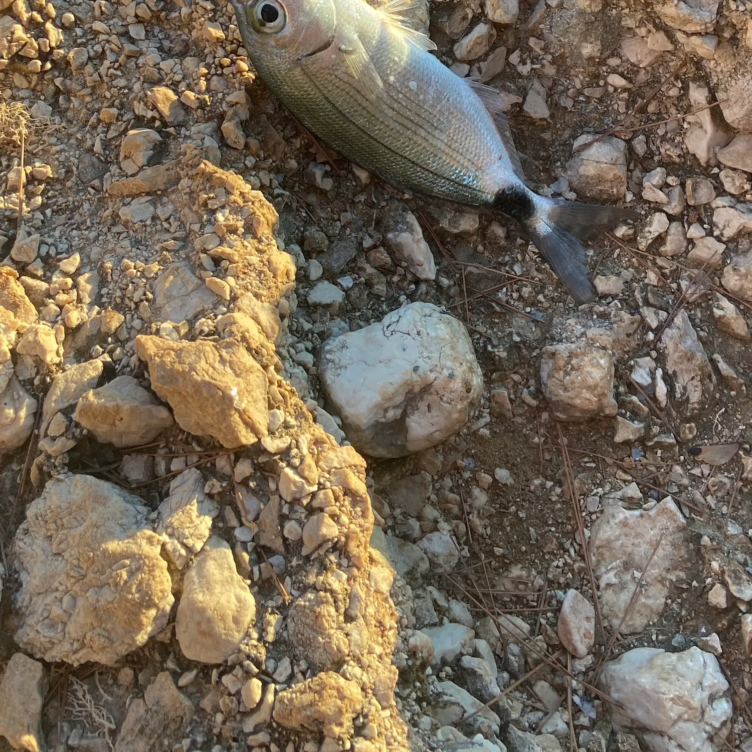 Fish caught on Fishbrain