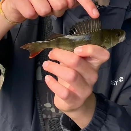 European perch caught on Fishbrain