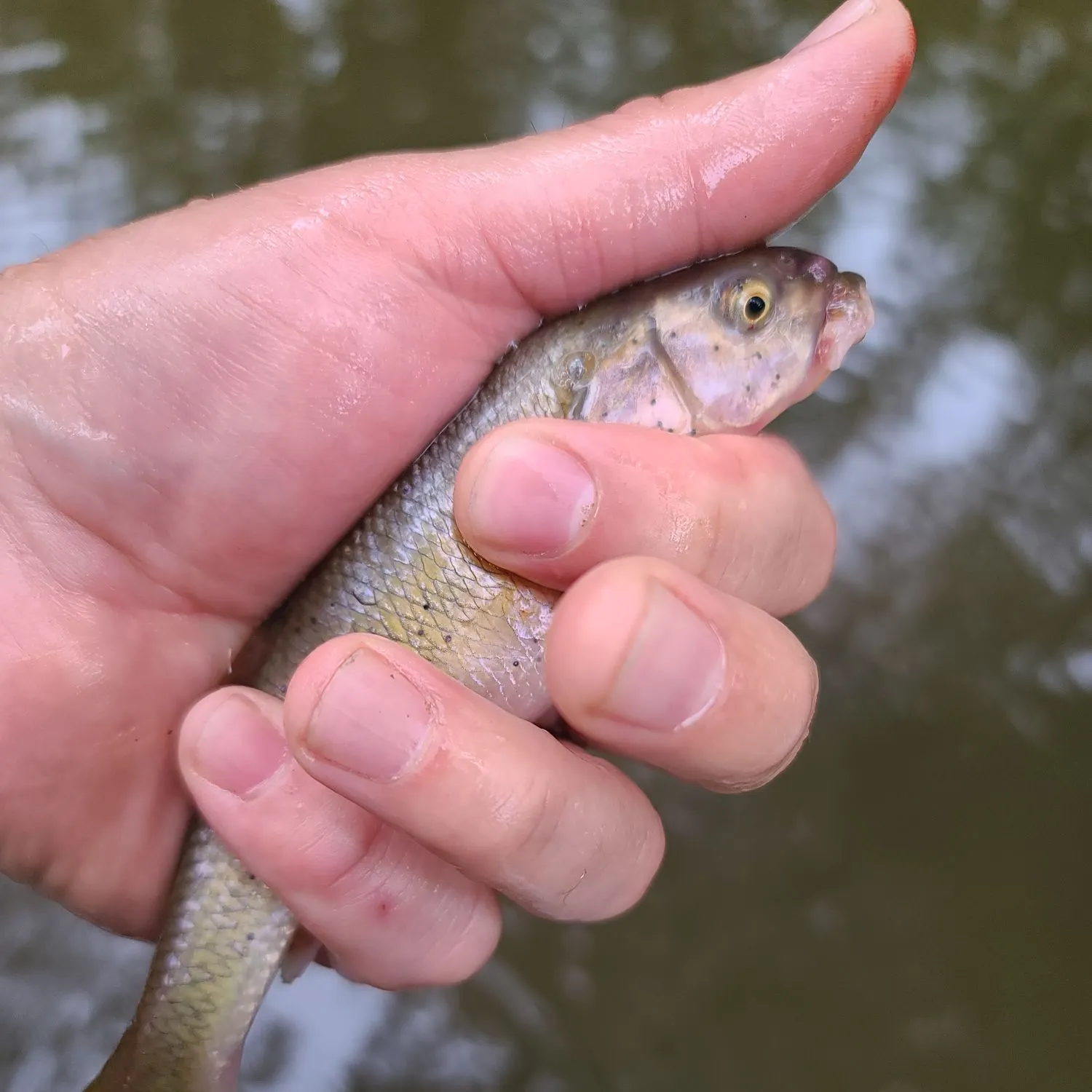 Creek chub caught on Fishbrain
