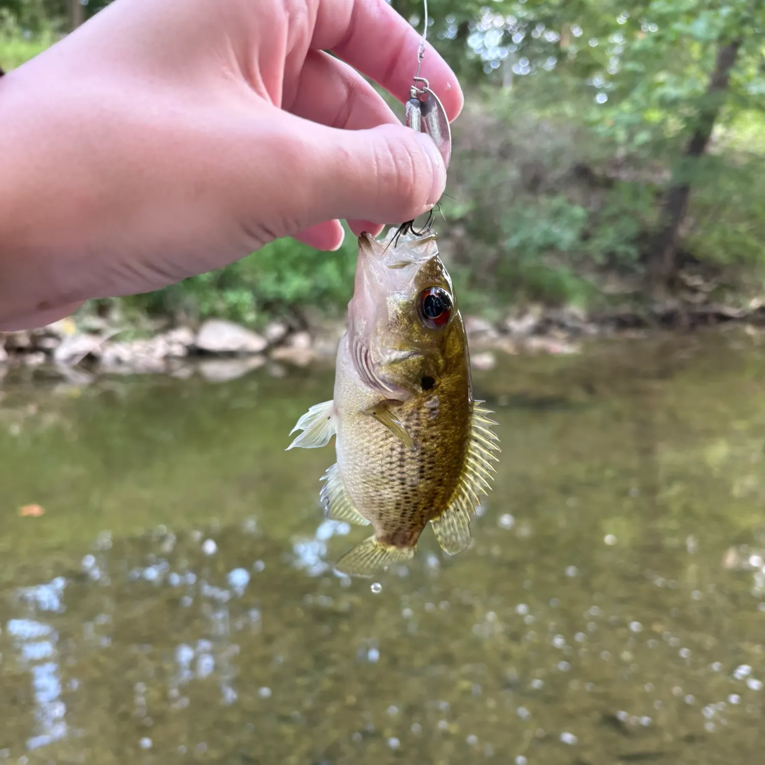 Rock bass caught on Fishbrain