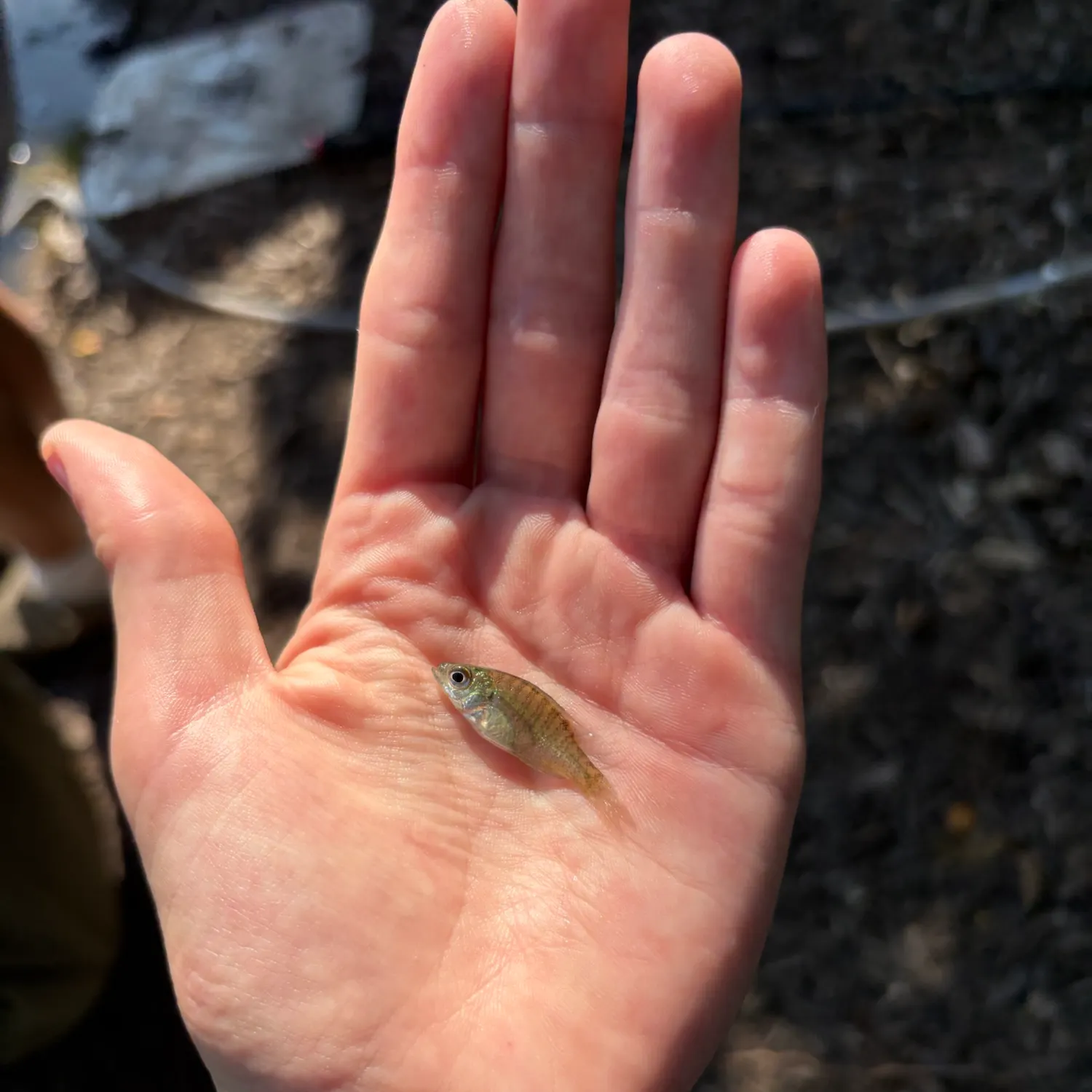The most recent Silverjaw minnow catches on Fishbrain