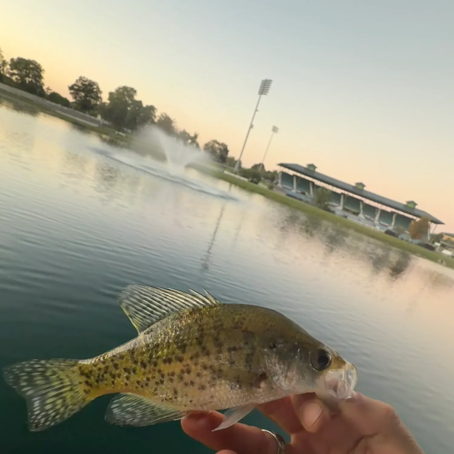 White crappie caught on Fishbrain