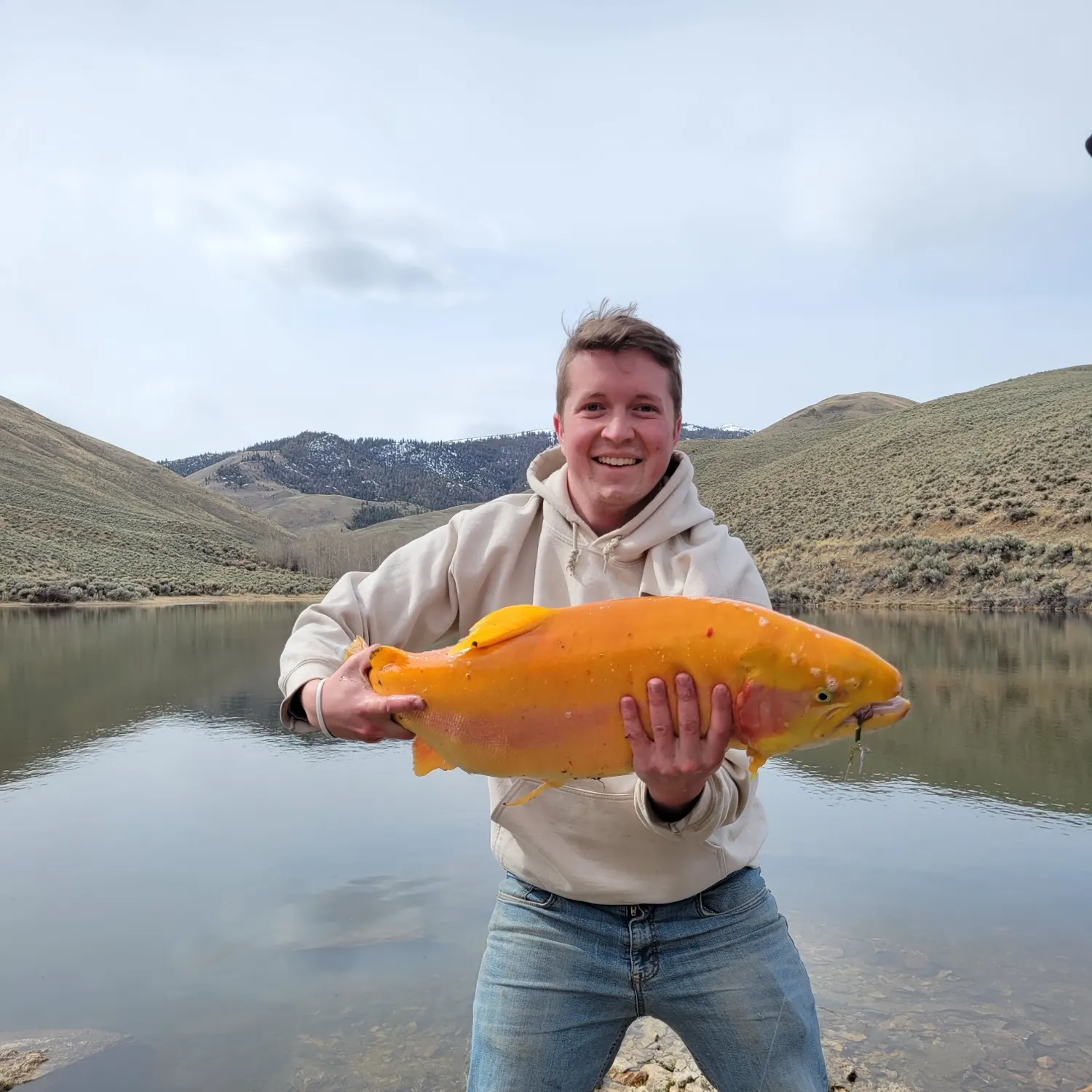 The most recent Golden rainbow trout catches on Fishbrain