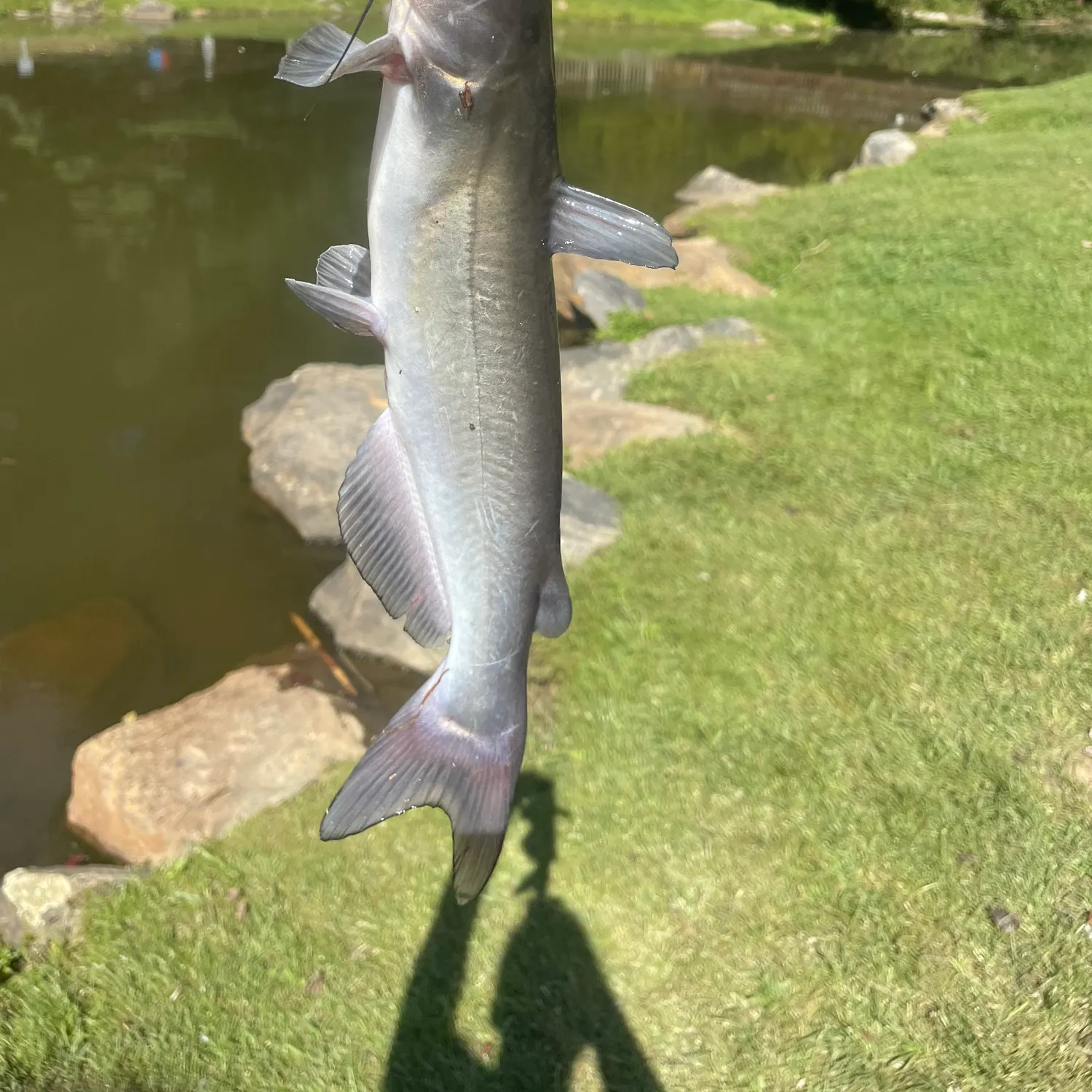 White bullhead caught on Fishbrain
