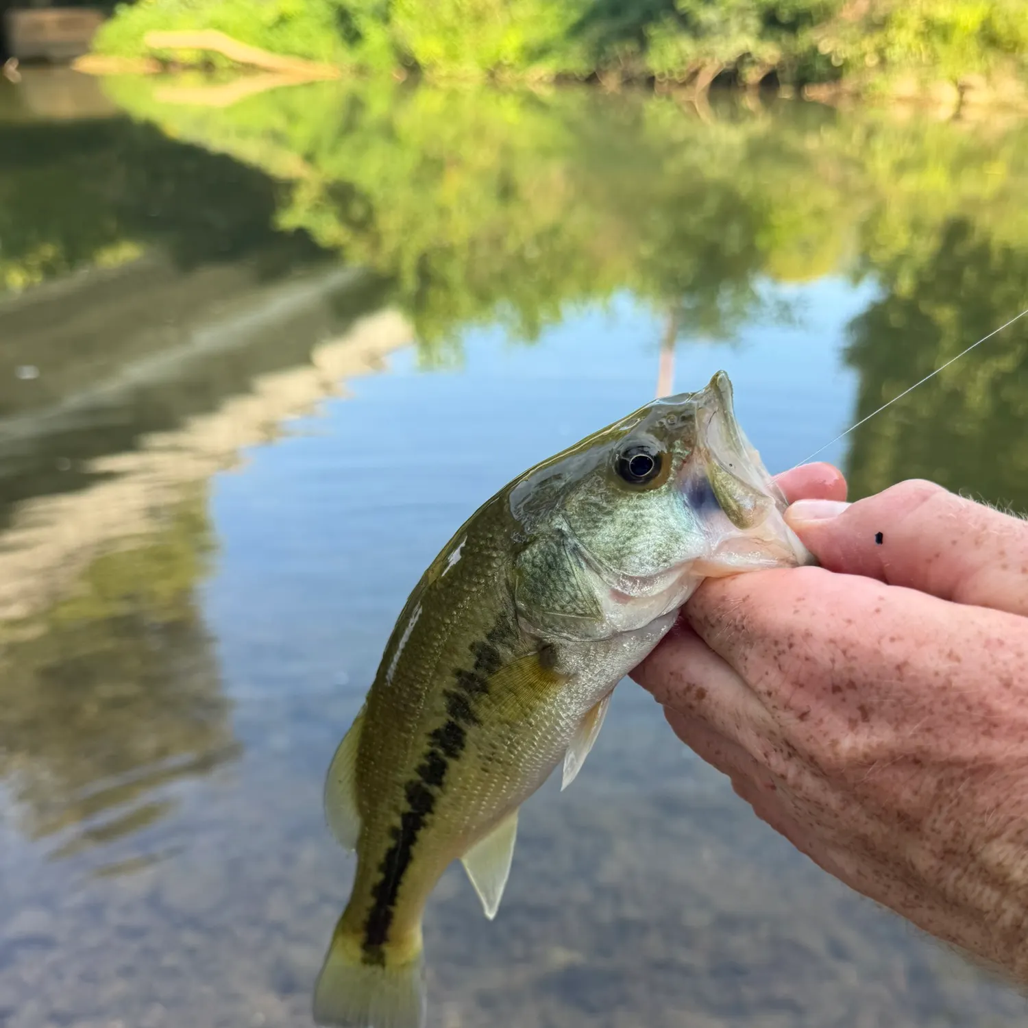 Largemouth bass caught on Fishbrain