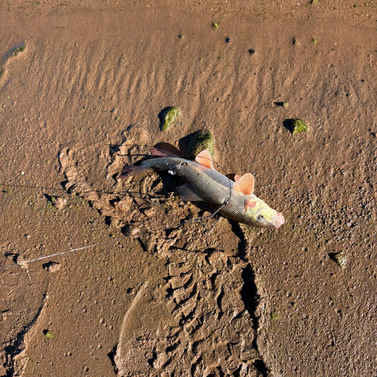 White sucker caught on Fishbrain