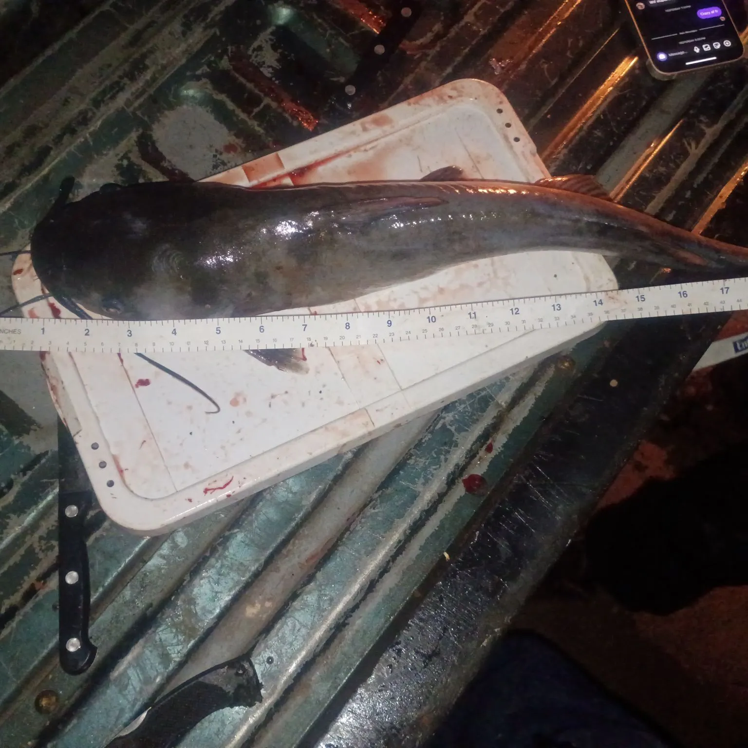 recently logged catches