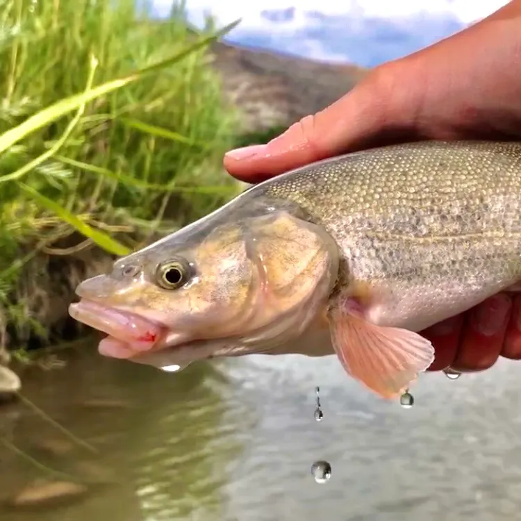 The most recent Roundtail chub catches on Fishbrain