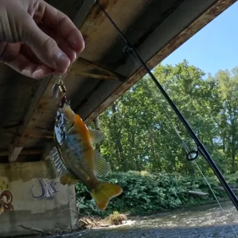 Redbreast sunfish caught on Fishbrain