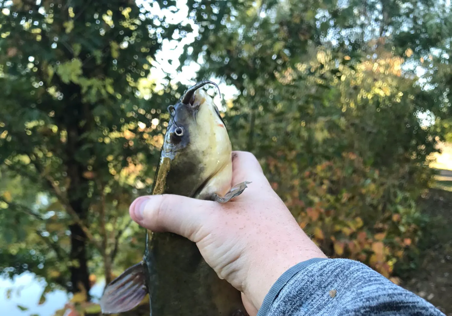 Yellow bullhead