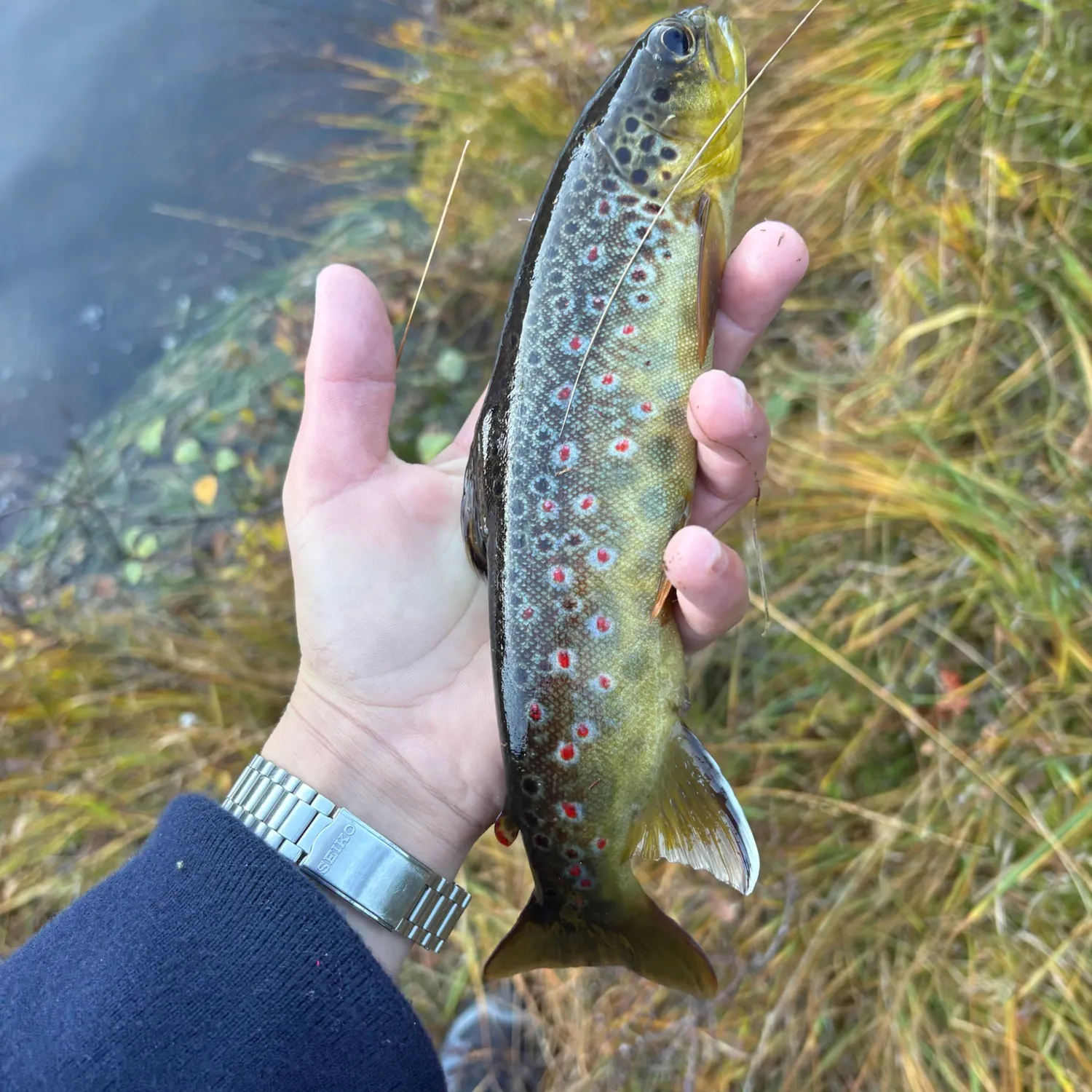 Brown trout caught on Fishbrain