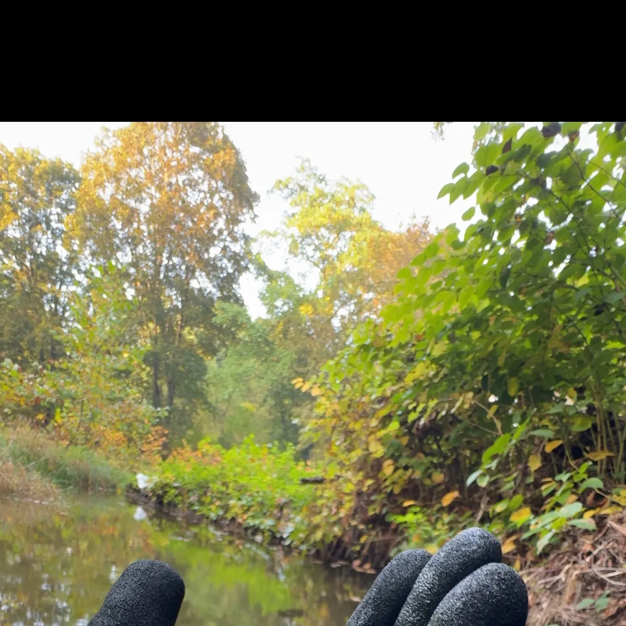 Creek chub caught on Fishbrain