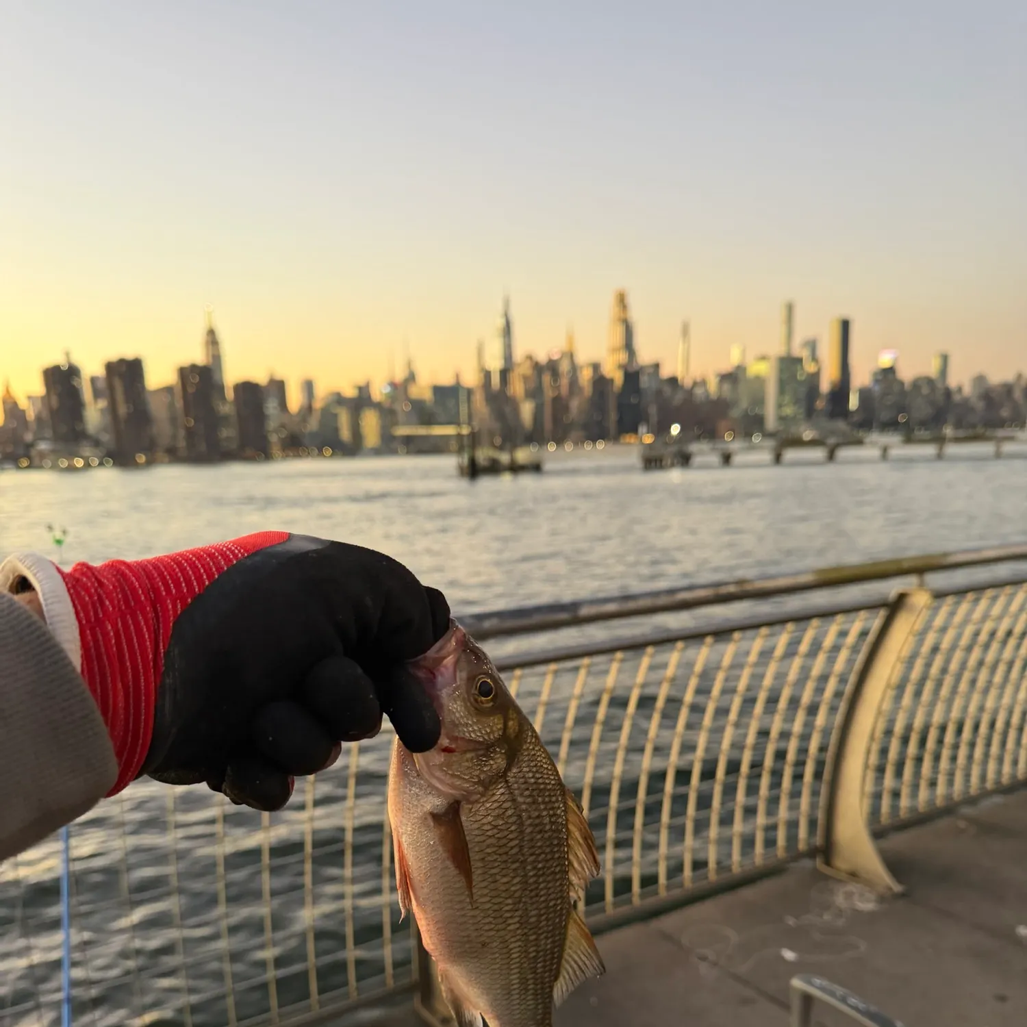 White perch caught on Fishbrain