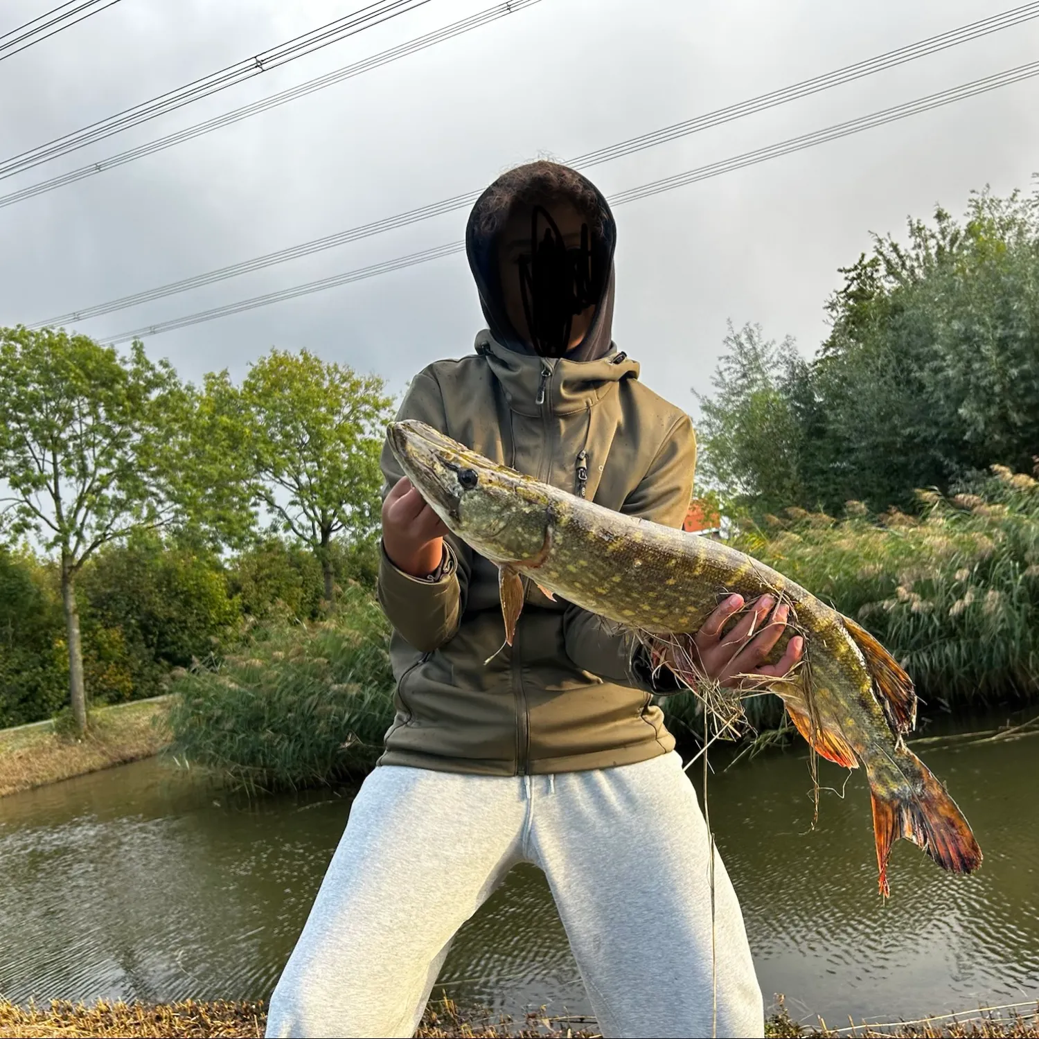 Northern pike caught on Fishbrain