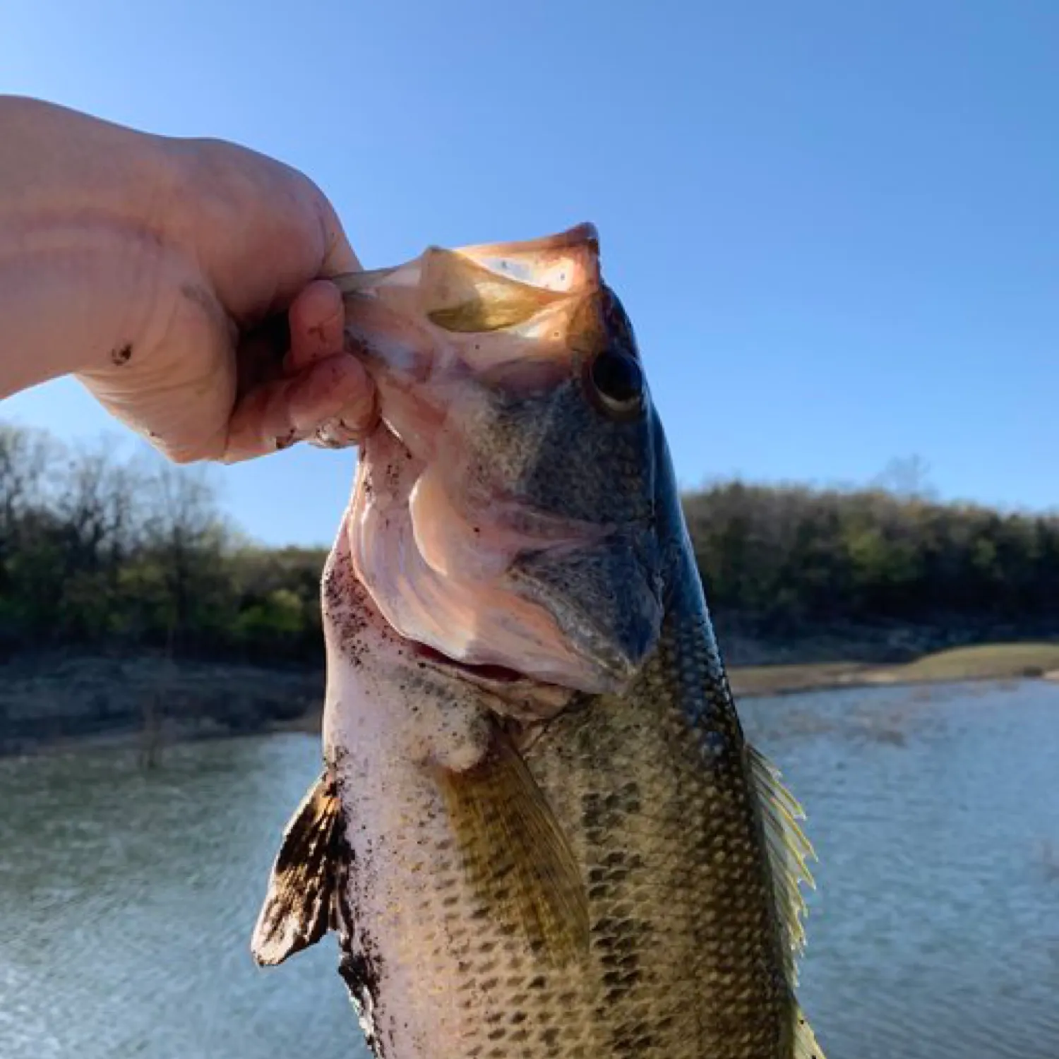 The most recent Spotted bass catches on Fishbrain