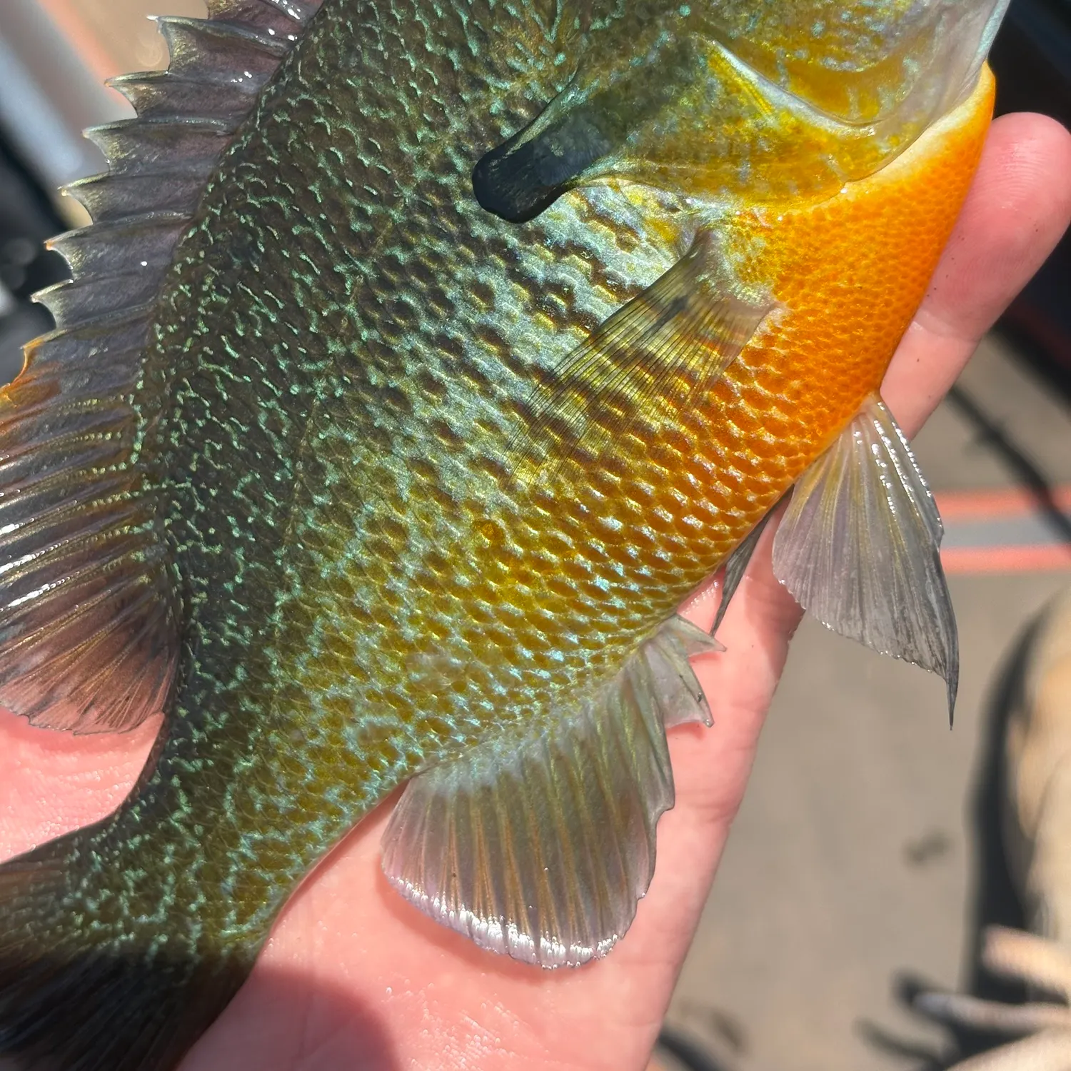 catch