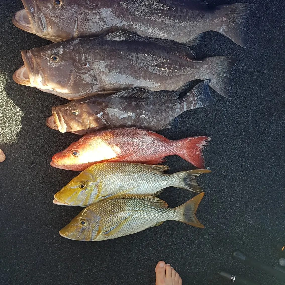 recently logged catches