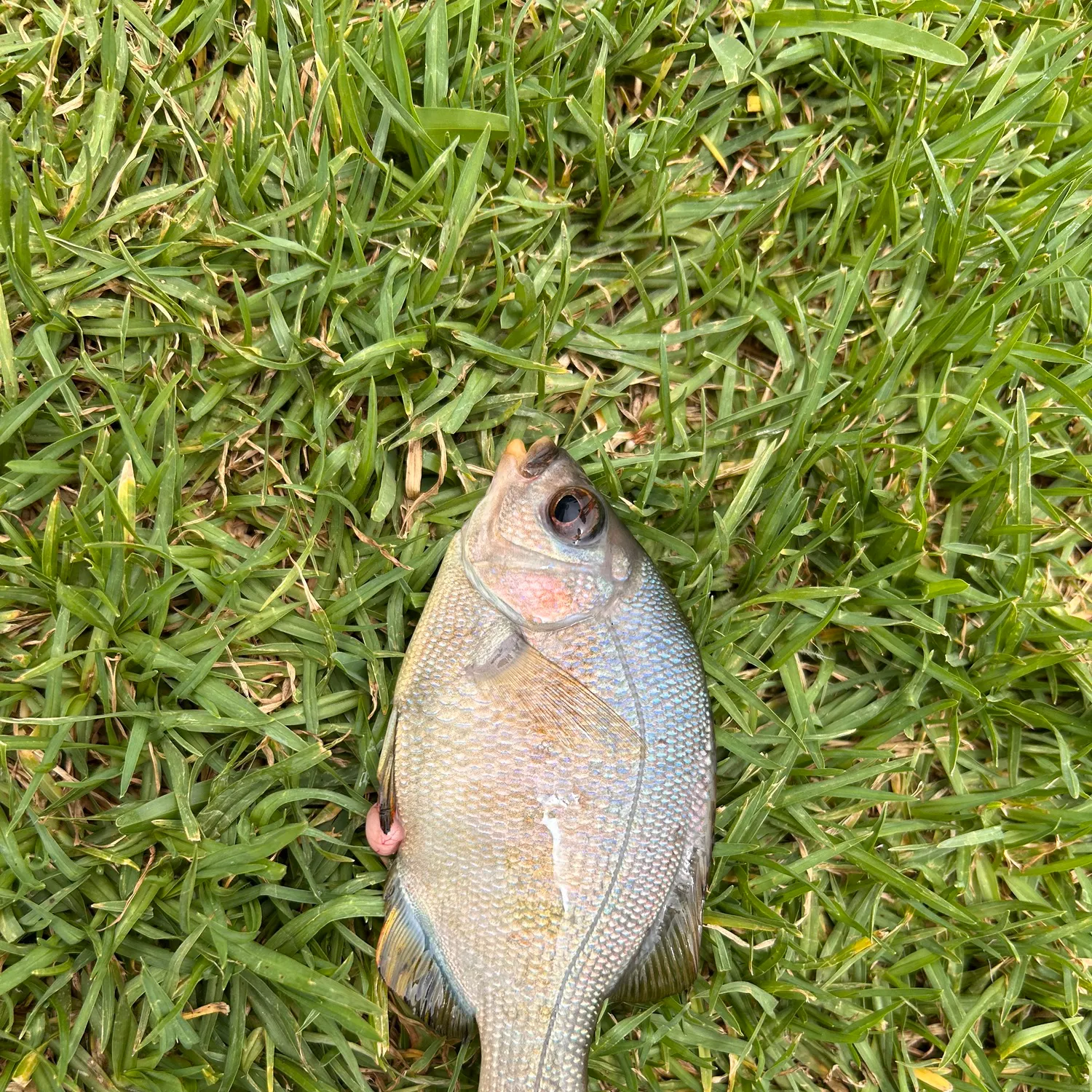 The most recent Black perch catches on Fishbrain