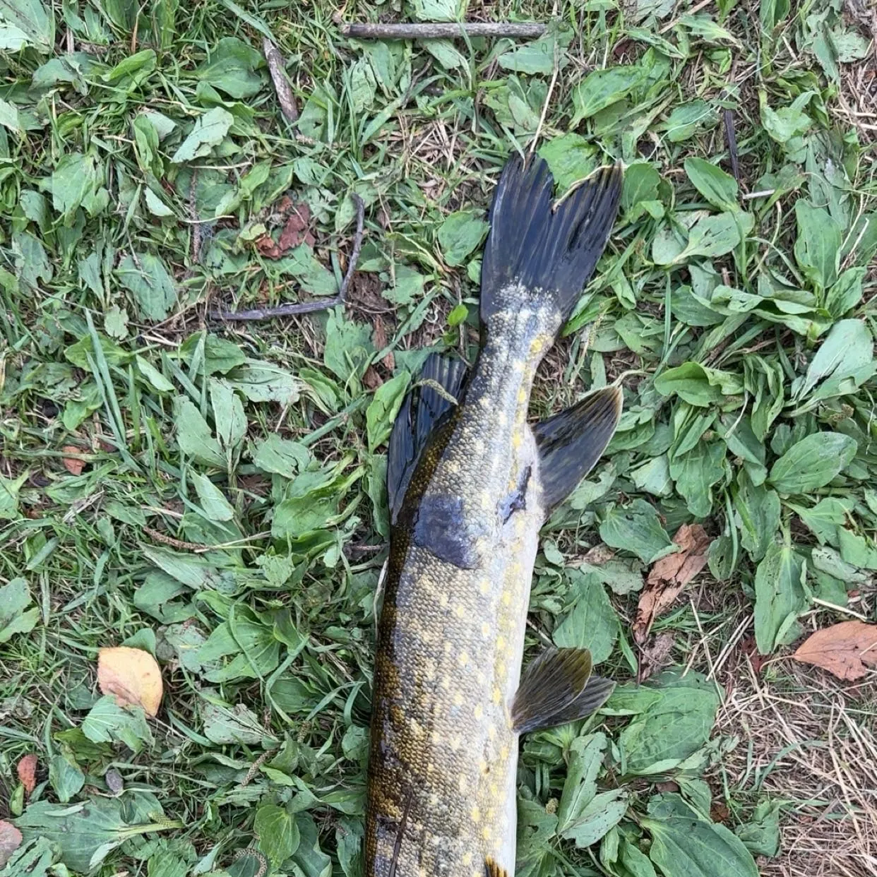 Northern pike caught on Fishbrain