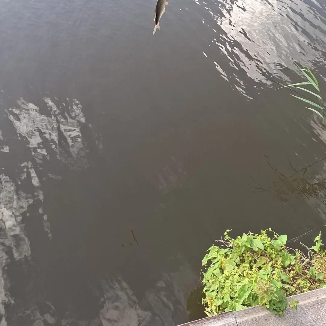 Fish caught on Fishbrain