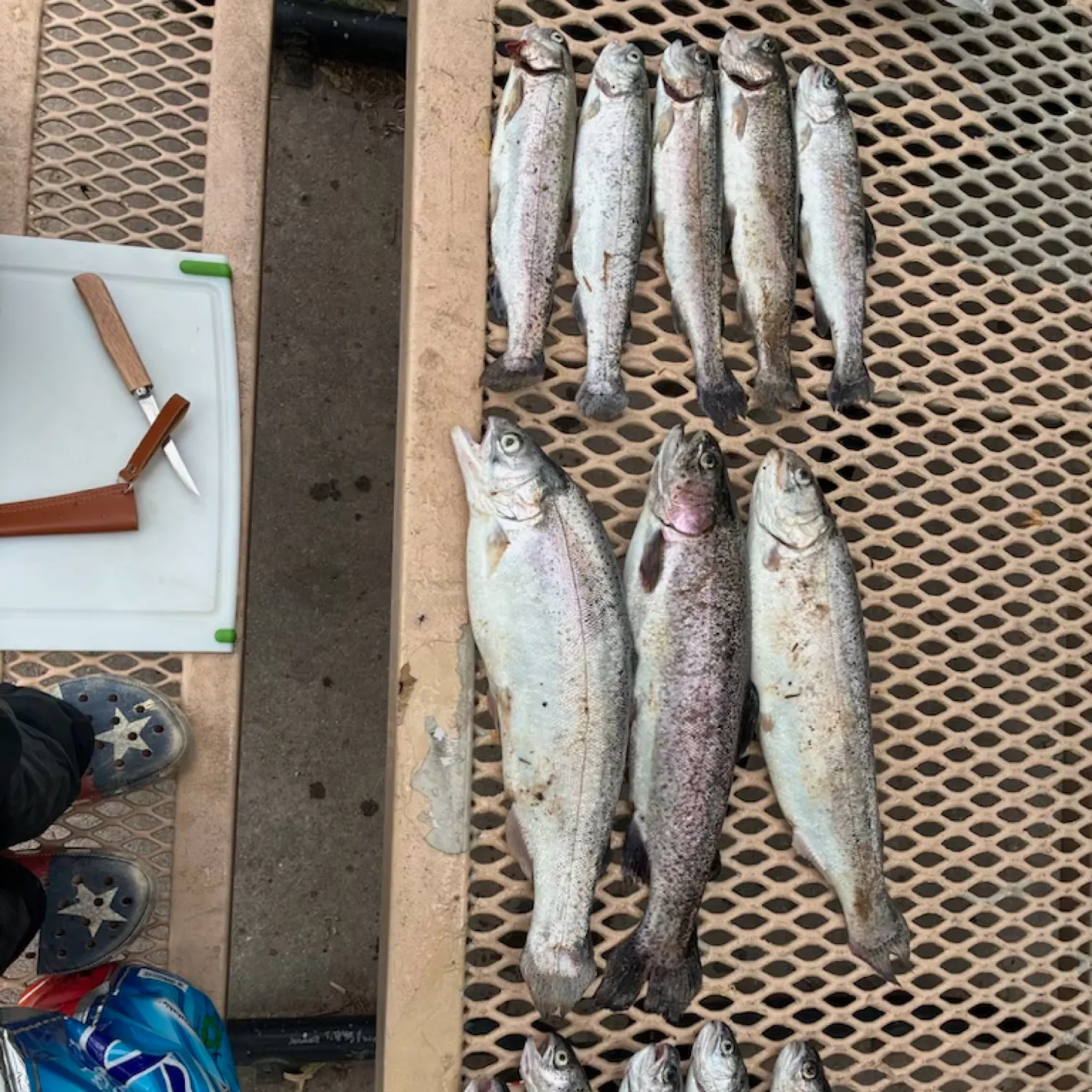 recently logged catches
