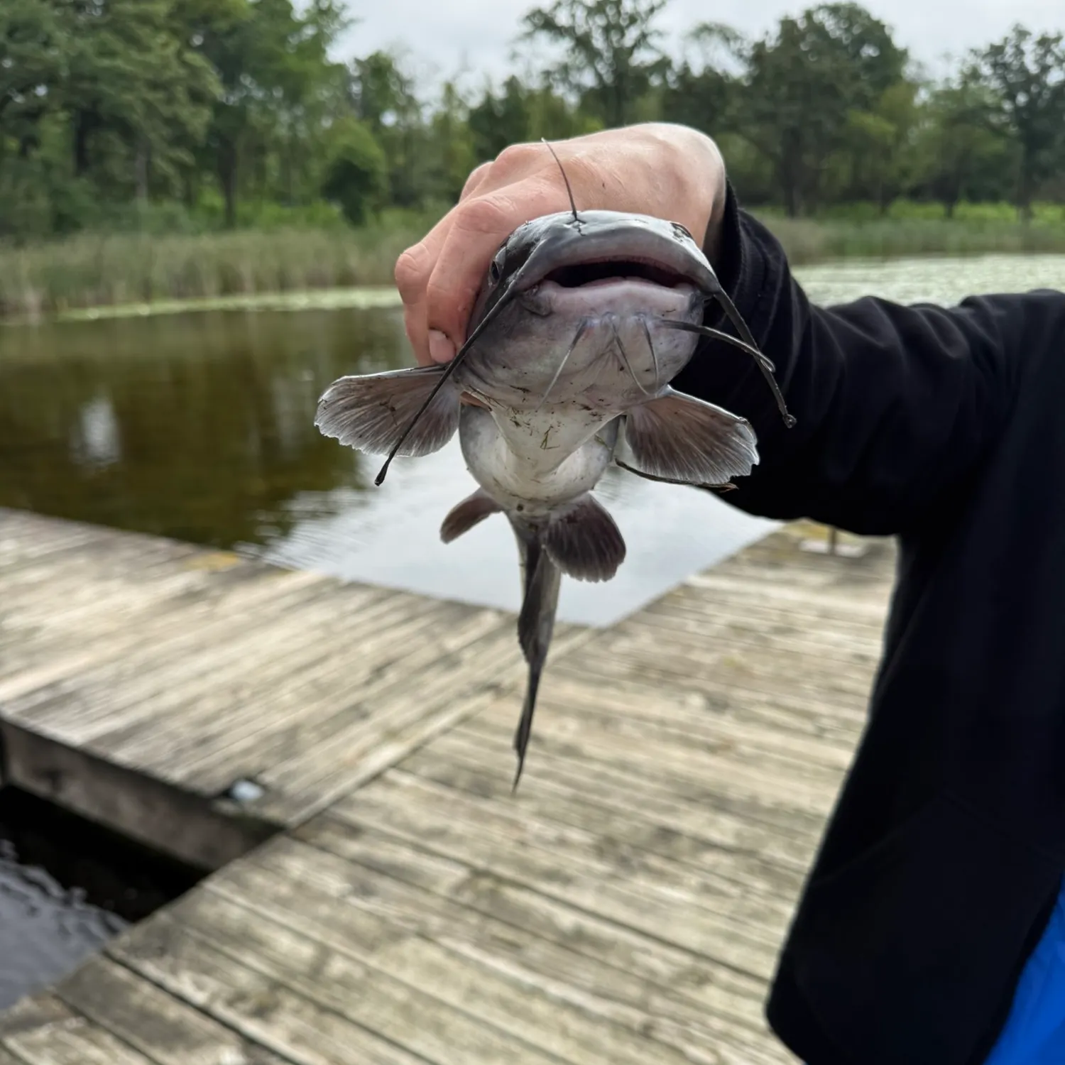 Channel catfish caught on Fishbrain