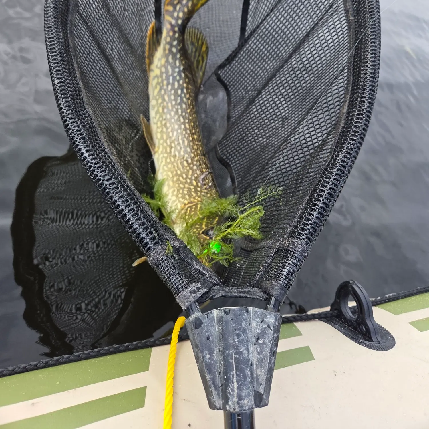 Northern pike caught on Fishbrain