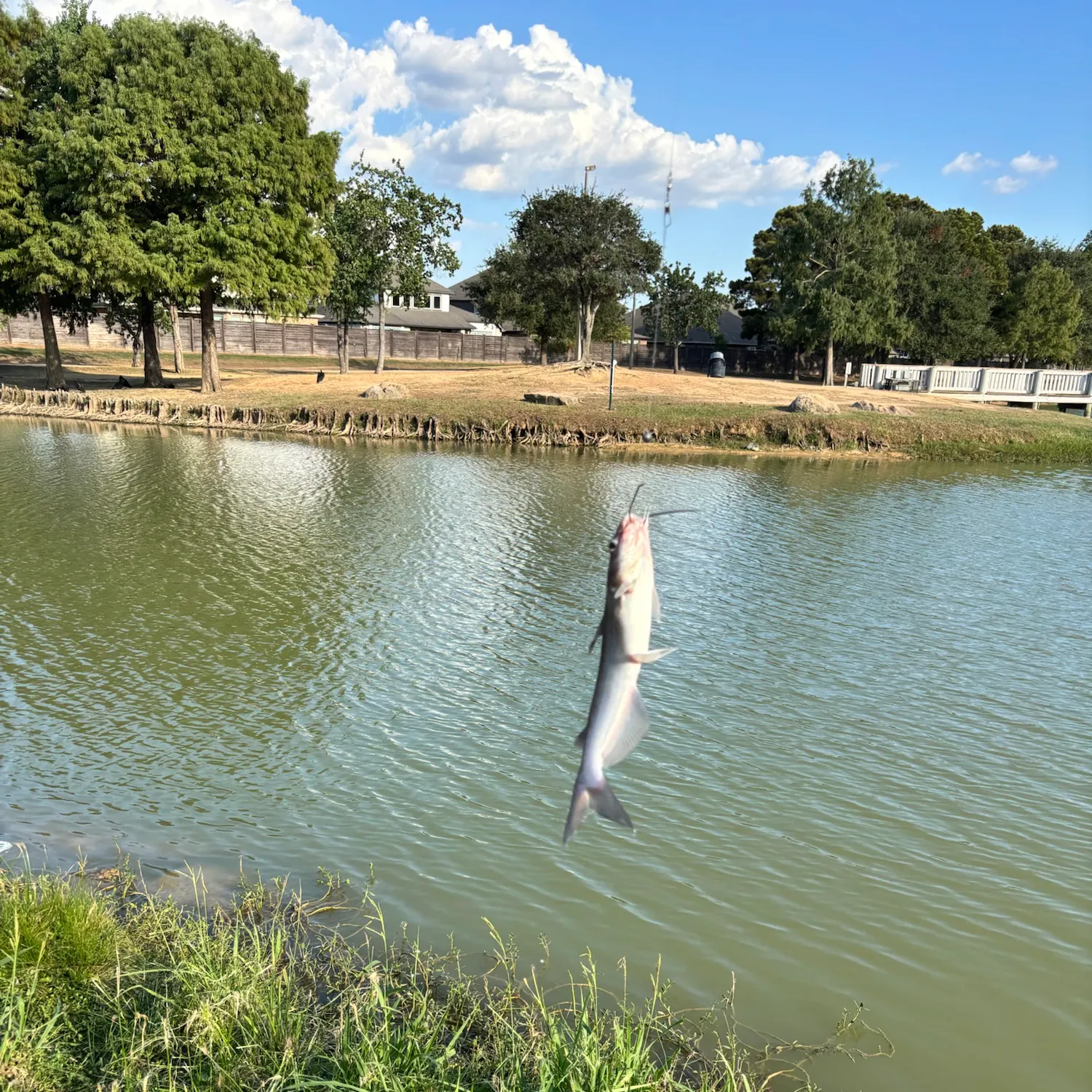 Channel catfish caught on Fishbrain