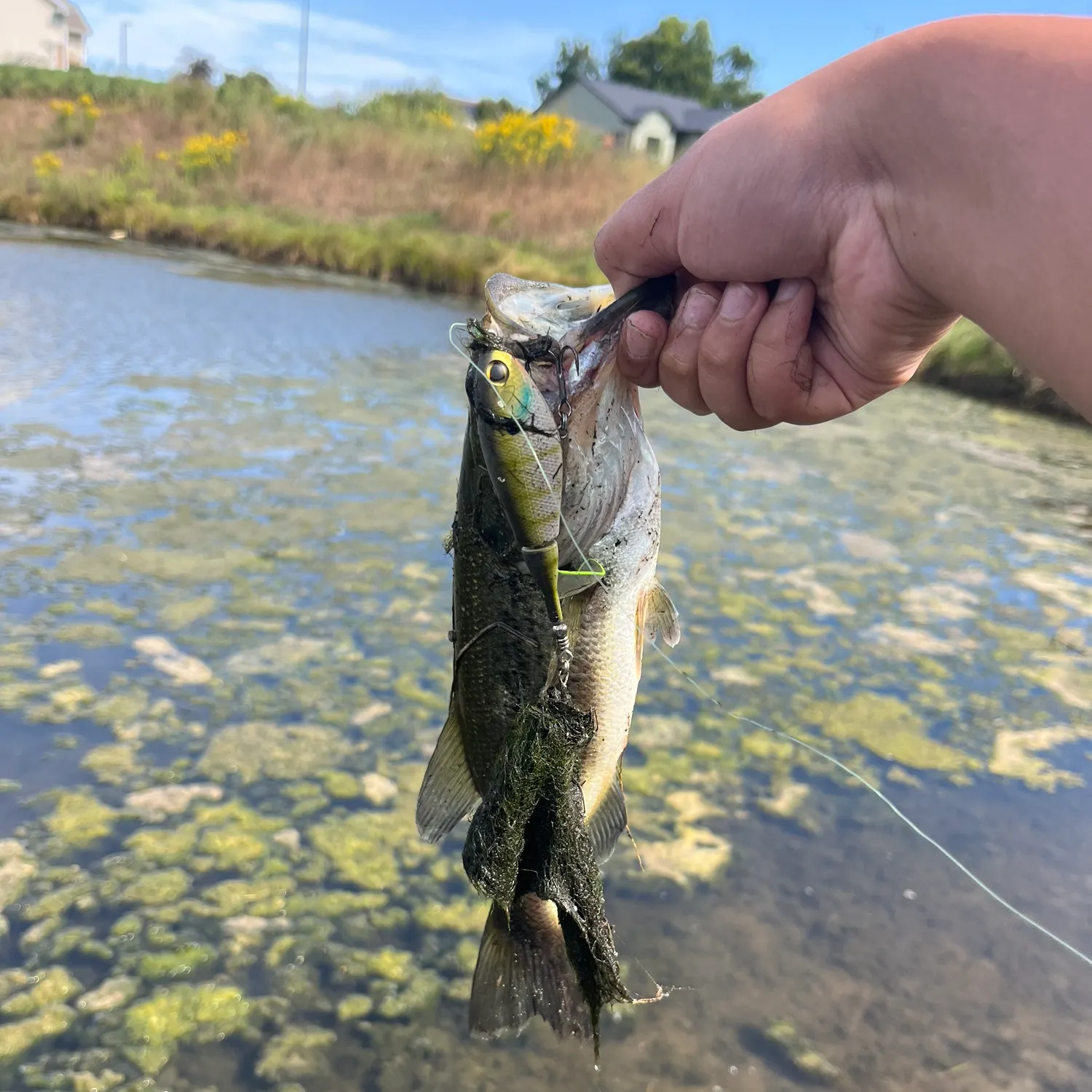 Fish caught on Fishbrain