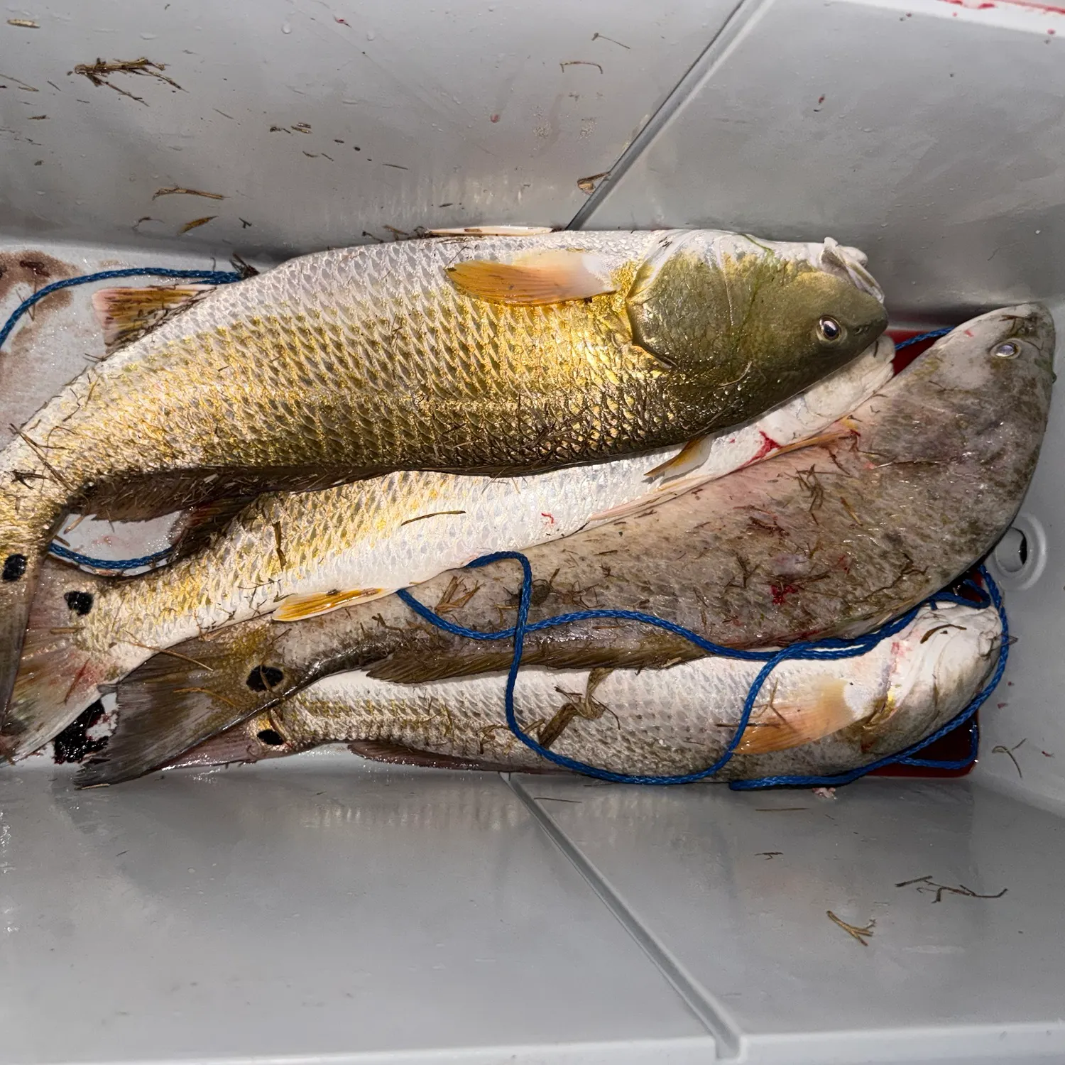 Red drum caught on Fishbrain