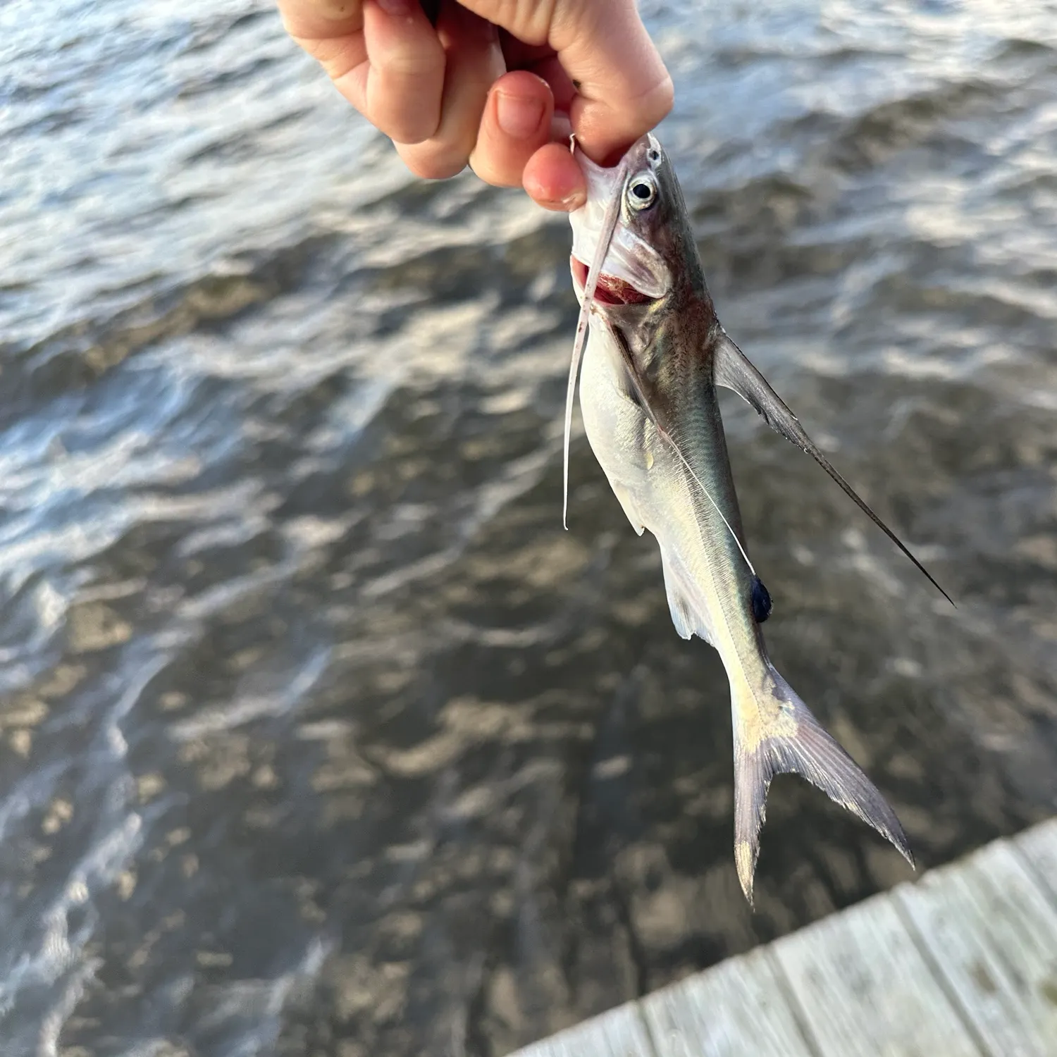 Gafftopsail sea catfish caught on Fishbrain