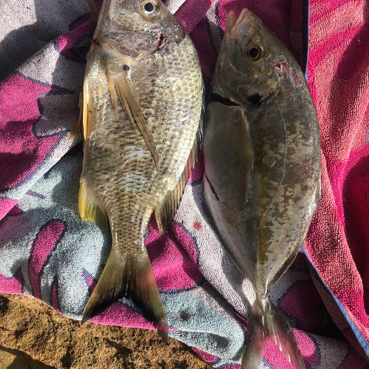 recently logged catches