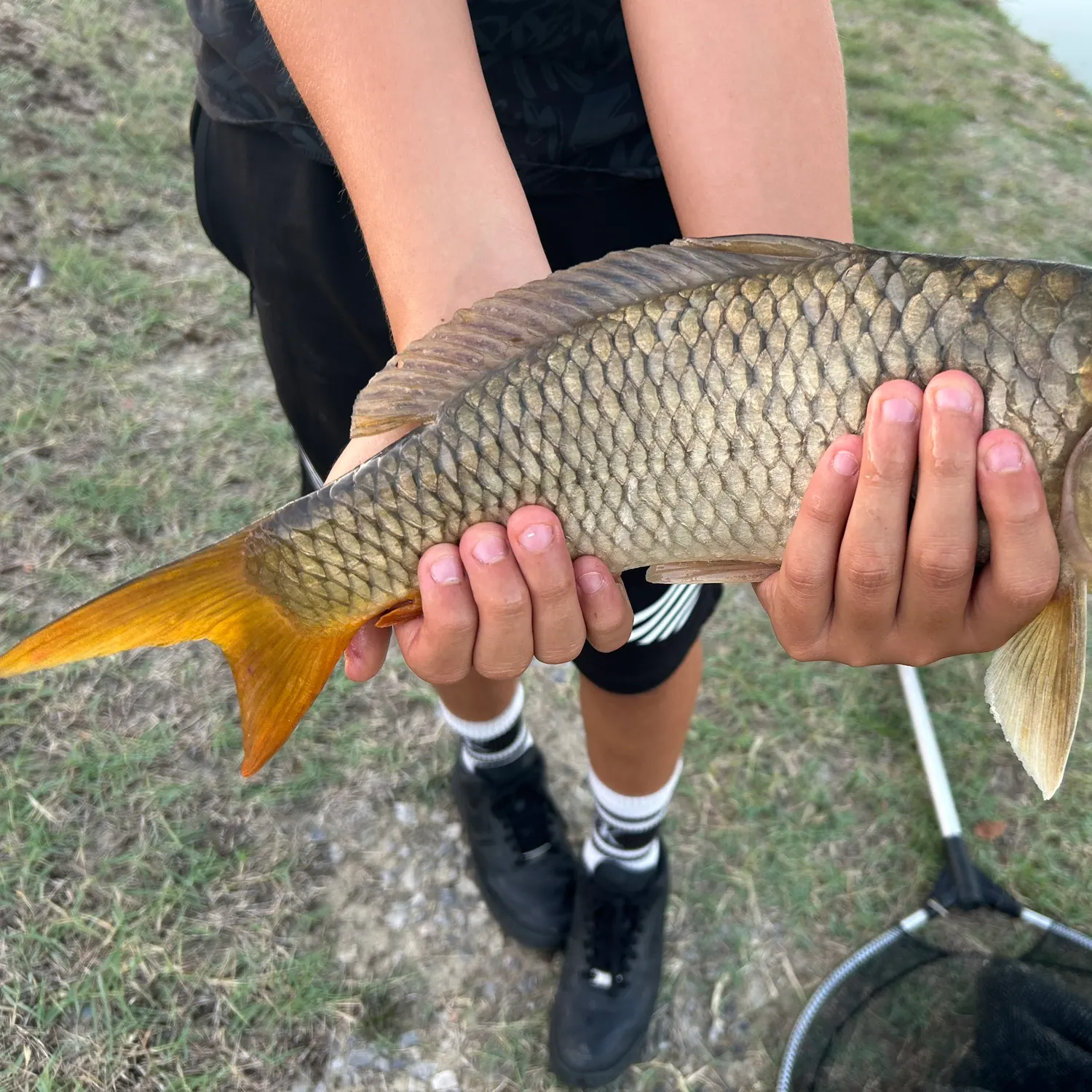 Common carp caught on Fishbrain