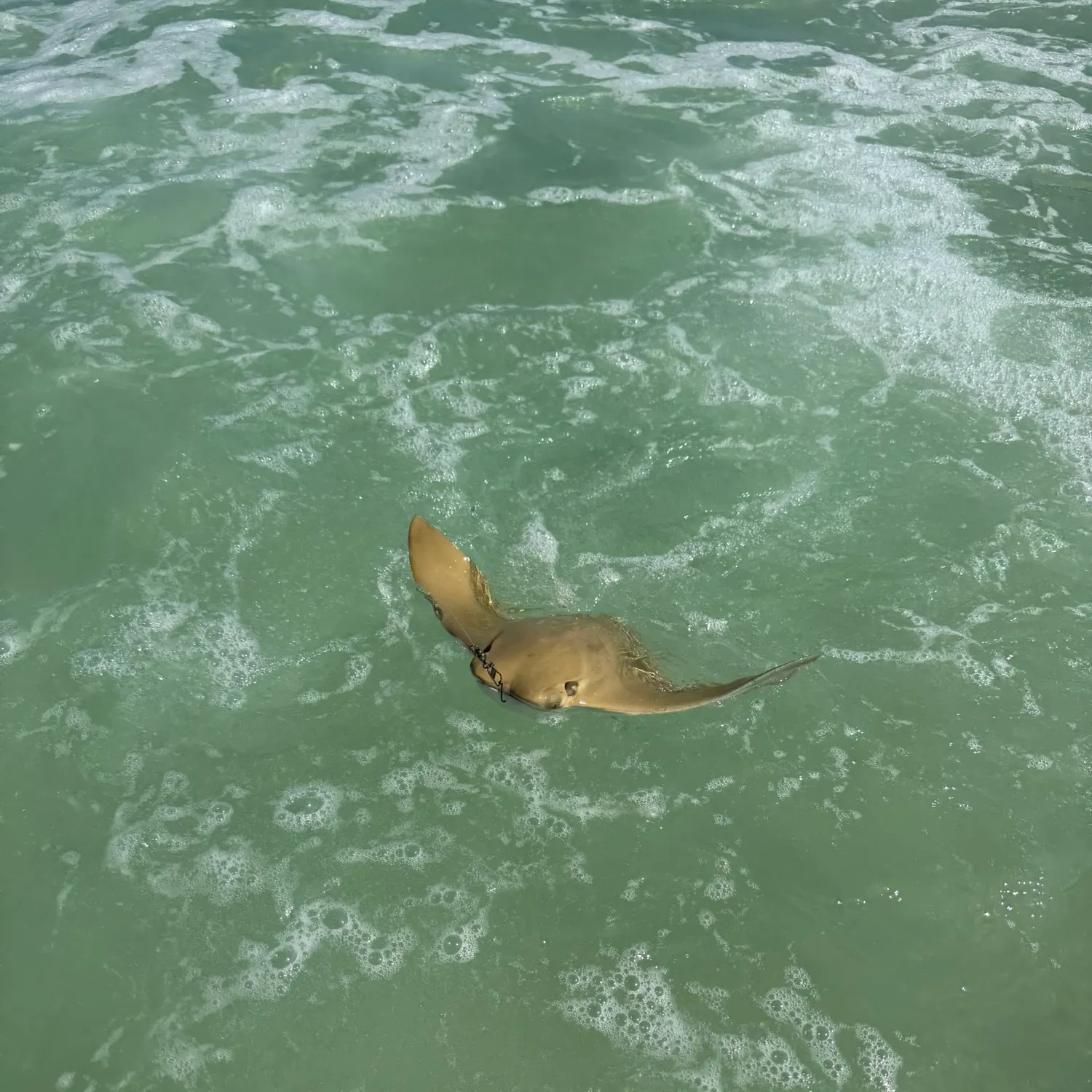 The most recent Cownose Ray catches on Fishbrain