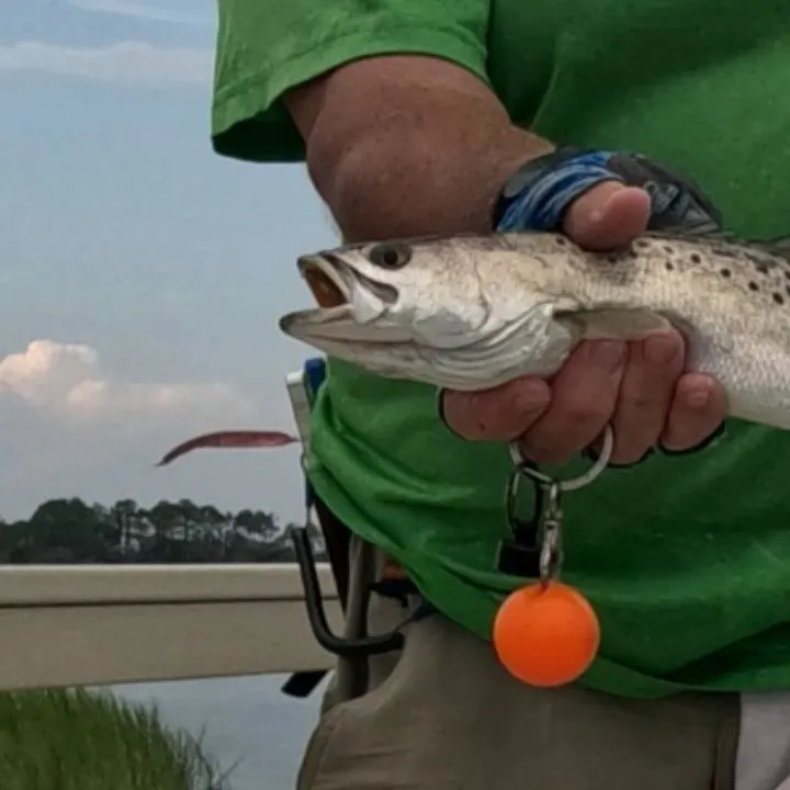 Spotted seatrout caught on Fishbrain