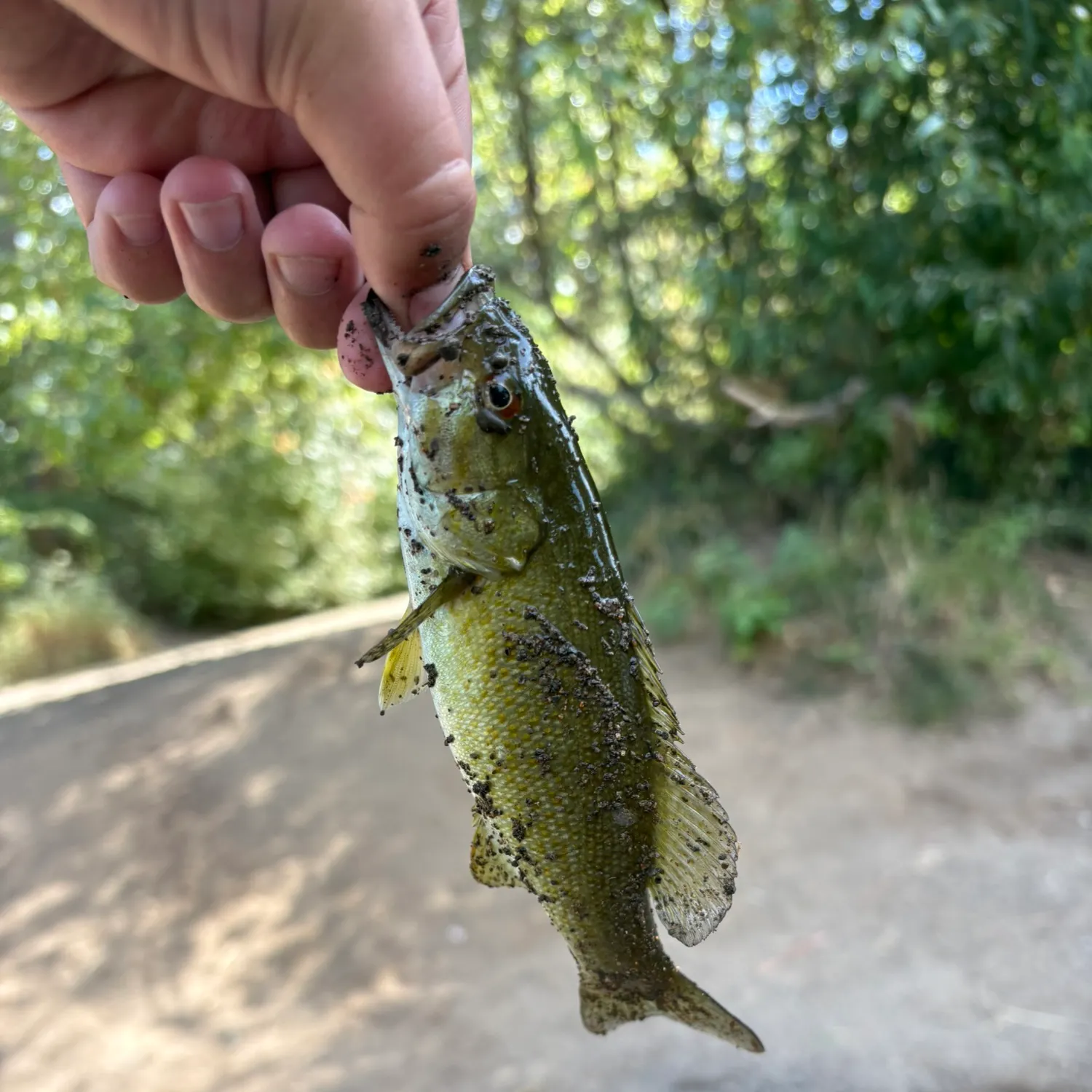 Smallmouth bass caught on Fishbrain