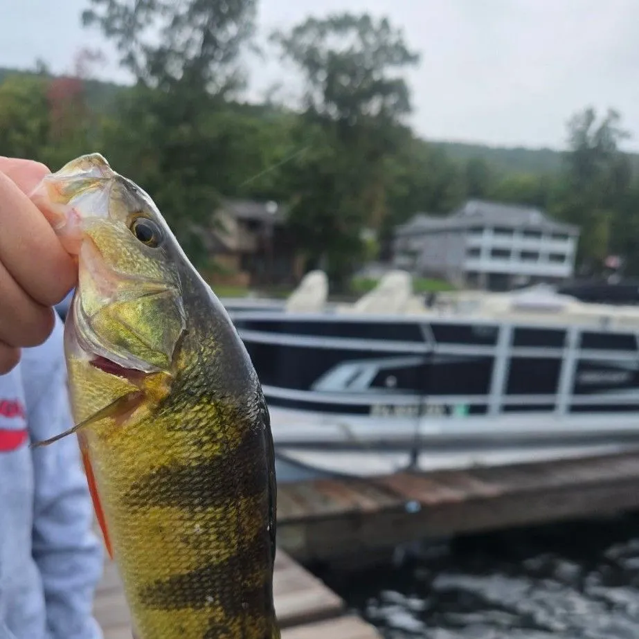Yellow perch caught on Fishbrain