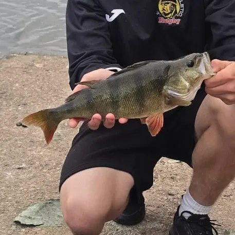 European perch caught on Fishbrain