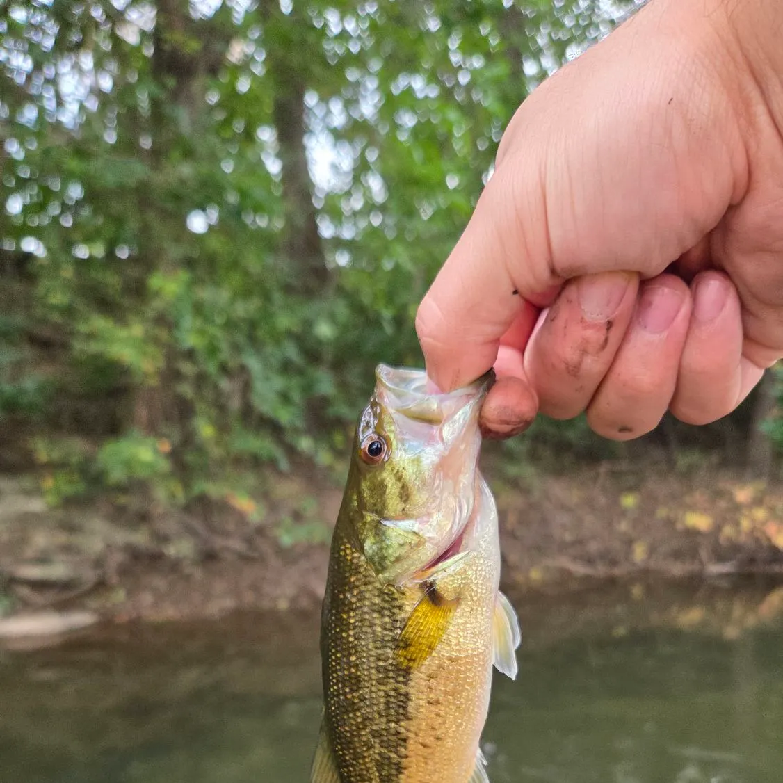 Spotted bass caught on Fishbrain