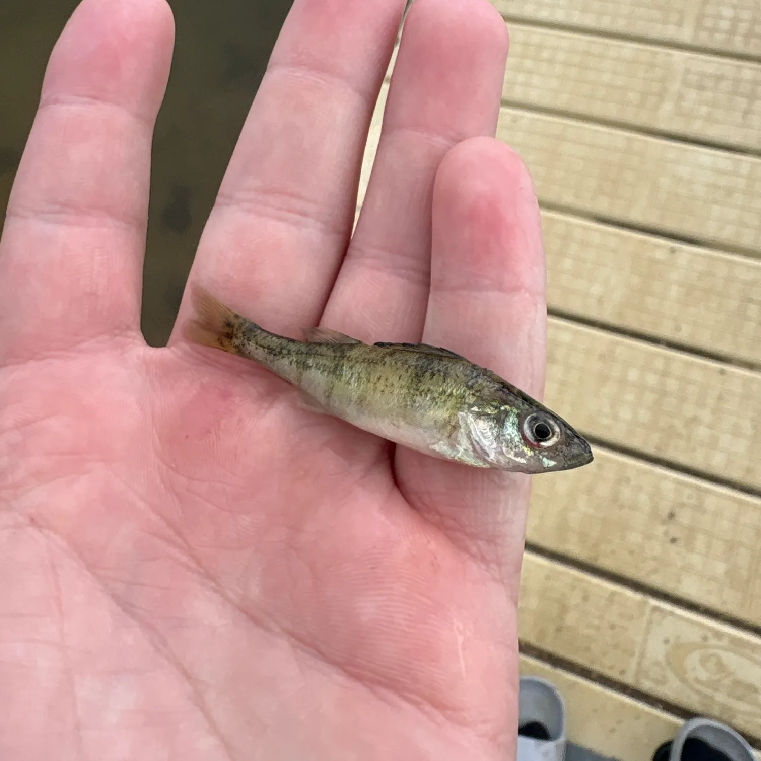 Northern pike caught on Fishbrain