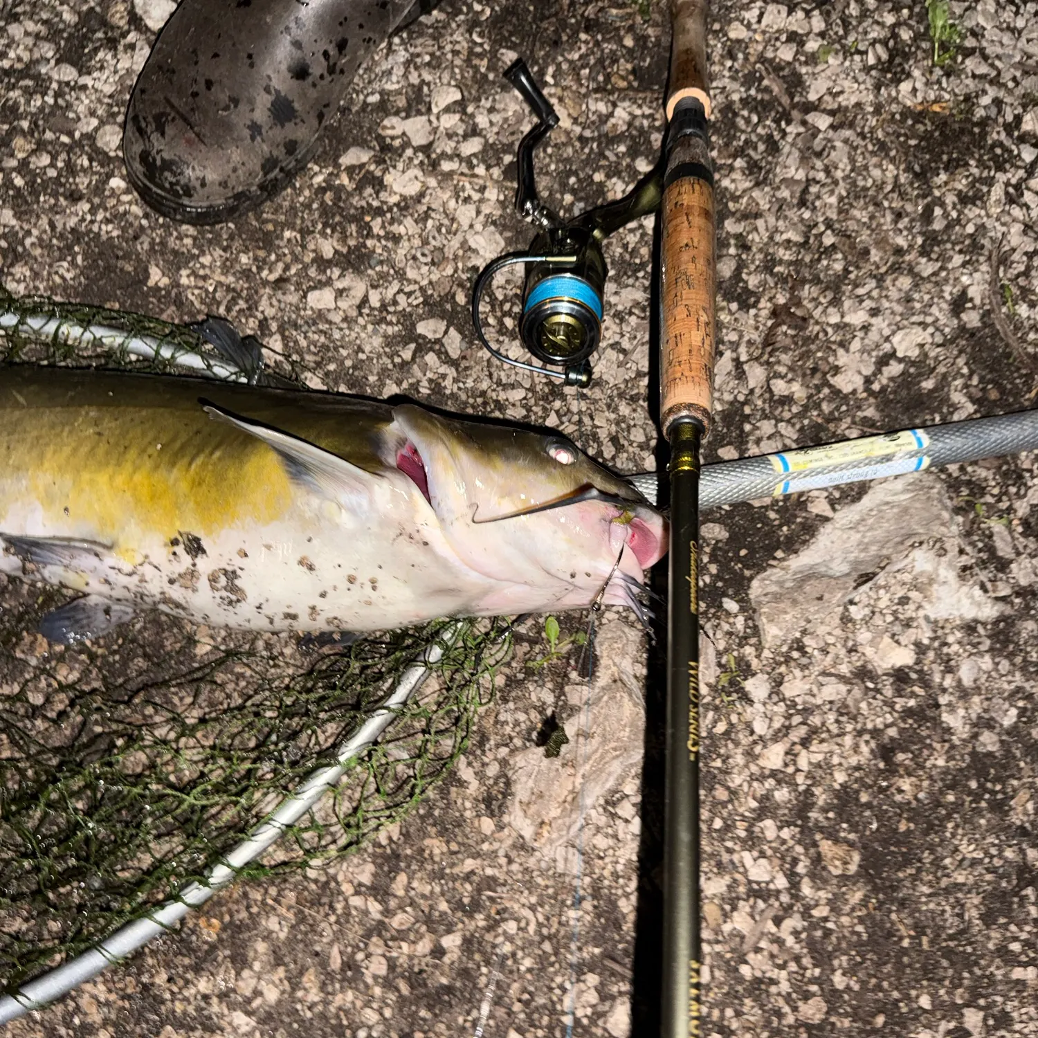 The most recent Channel catfish catches on Fishbrain