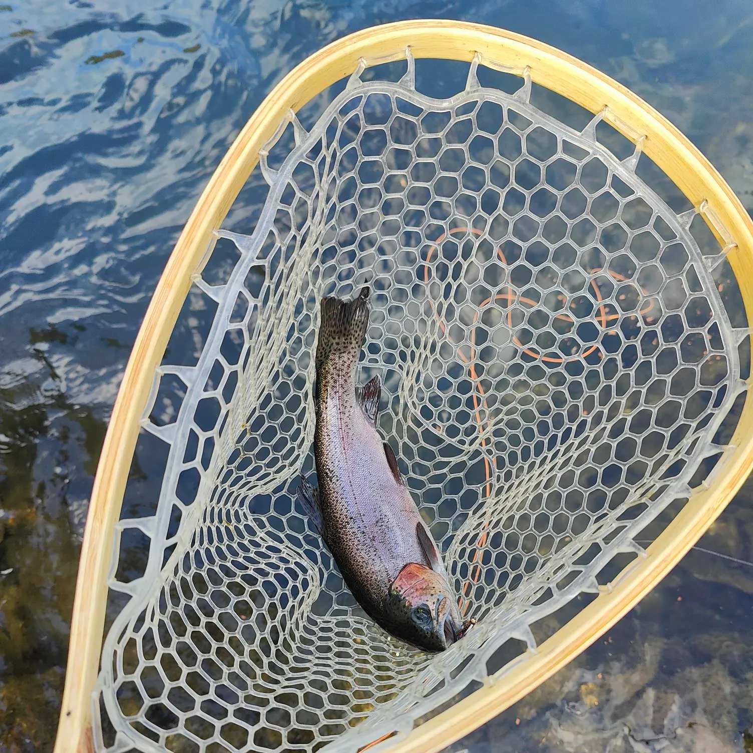 Rainbow trout caught on Fishbrain