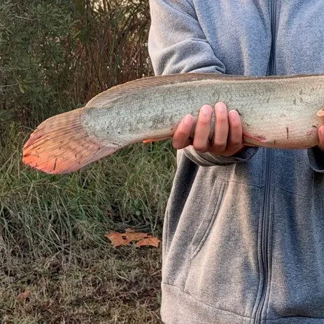 The most recent Ruddy bowfin catches on Fishbrain