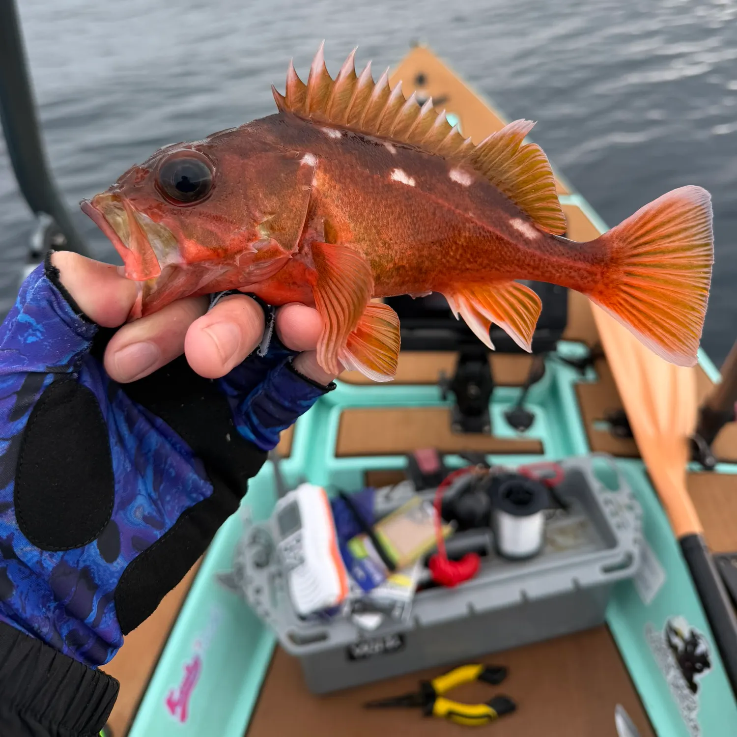 The most recent Honeycomb rockfish catches on Fishbrain