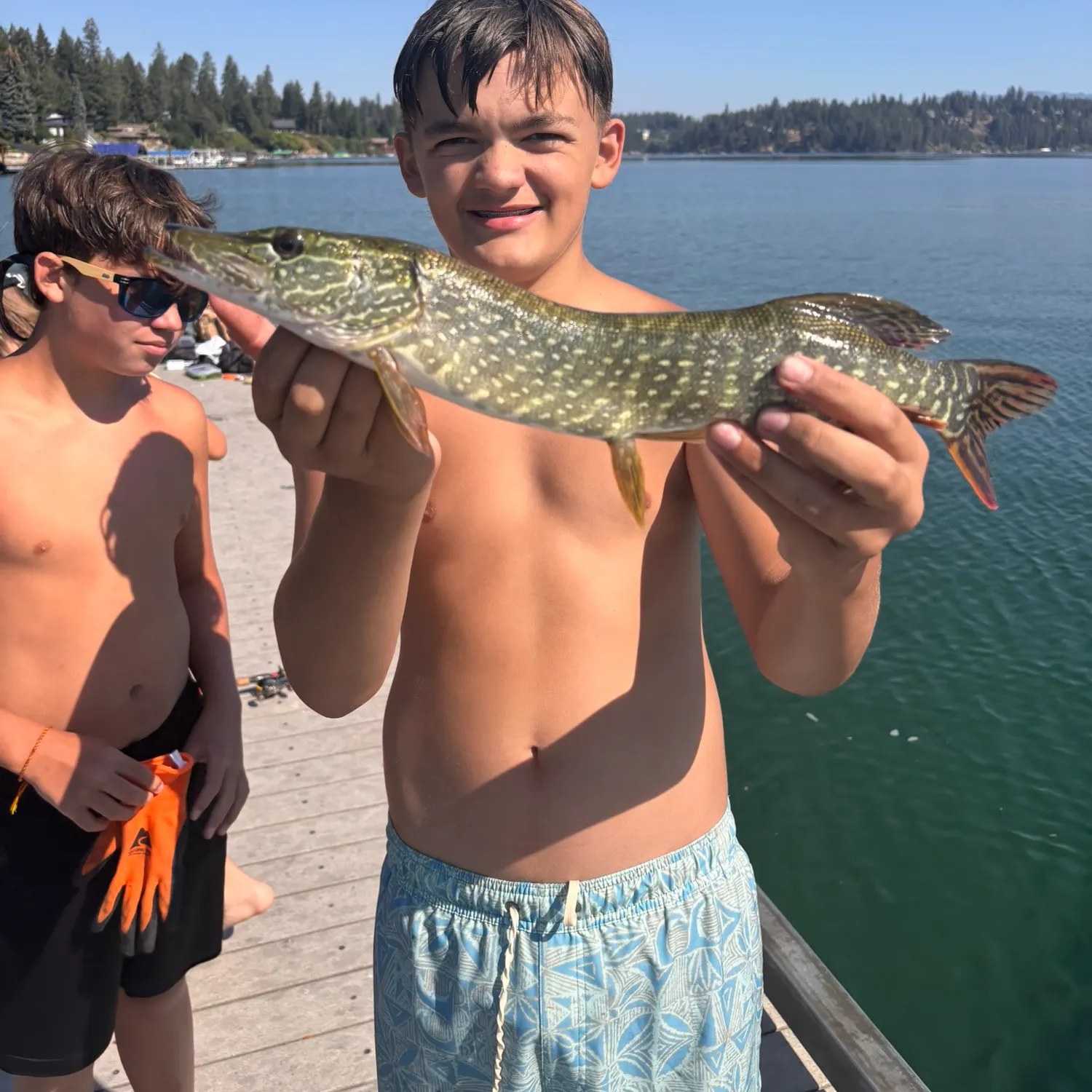 Northern pike caught on Fishbrain