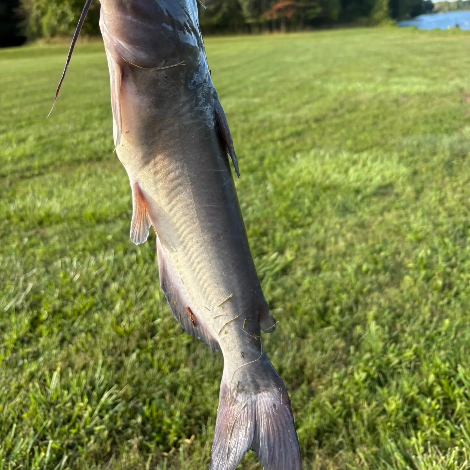Channel catfish caught on Fishbrain