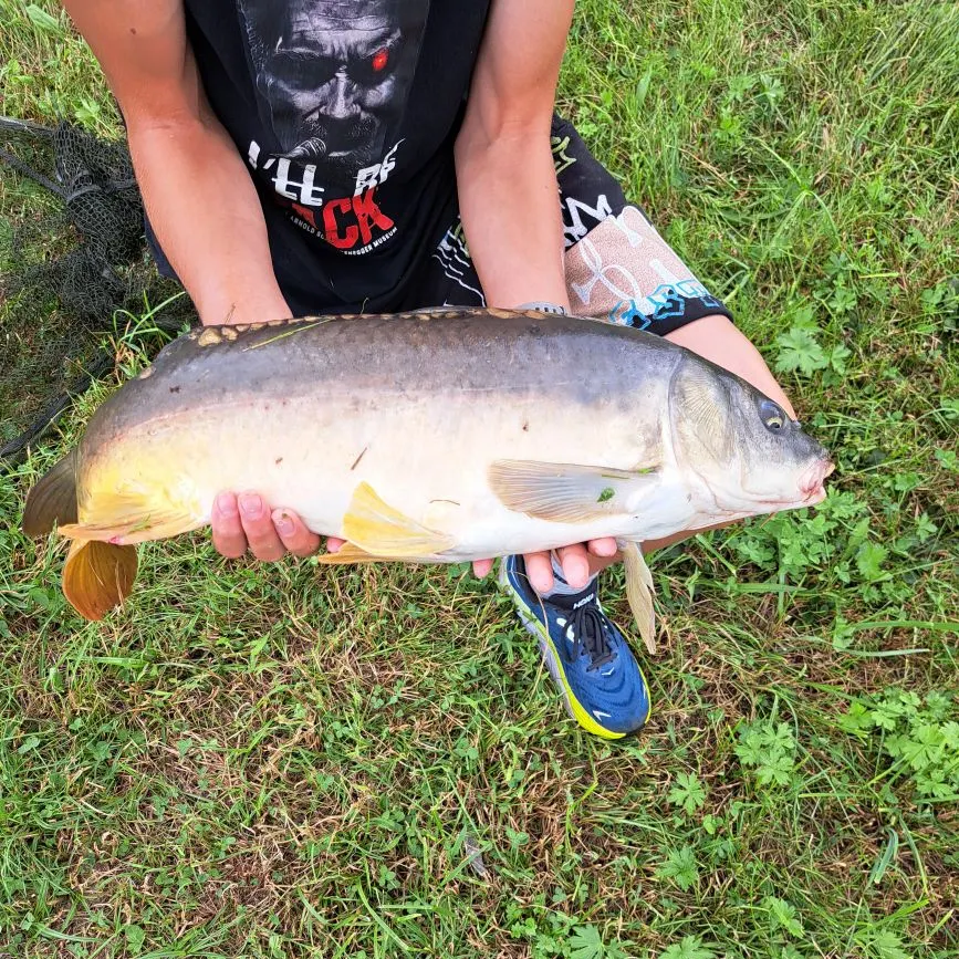 European chub caught on Fishbrain