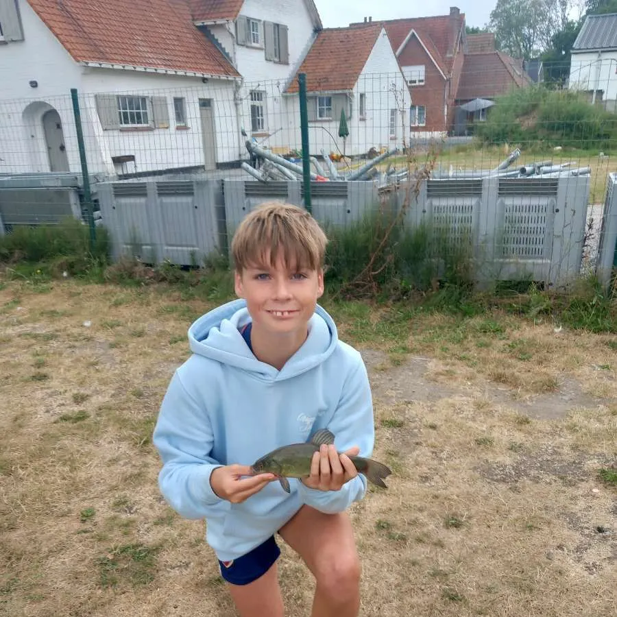 Tench caught on Fishbrain