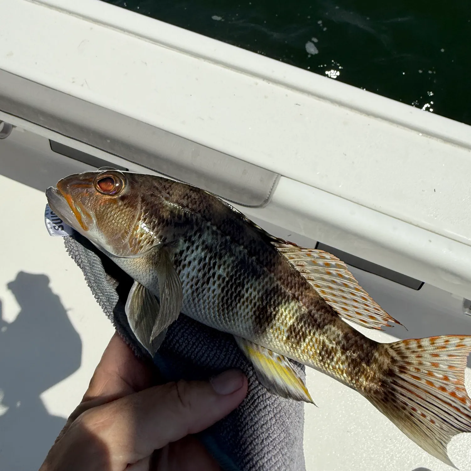 The most recent Areolate grouper catches on Fishbrain